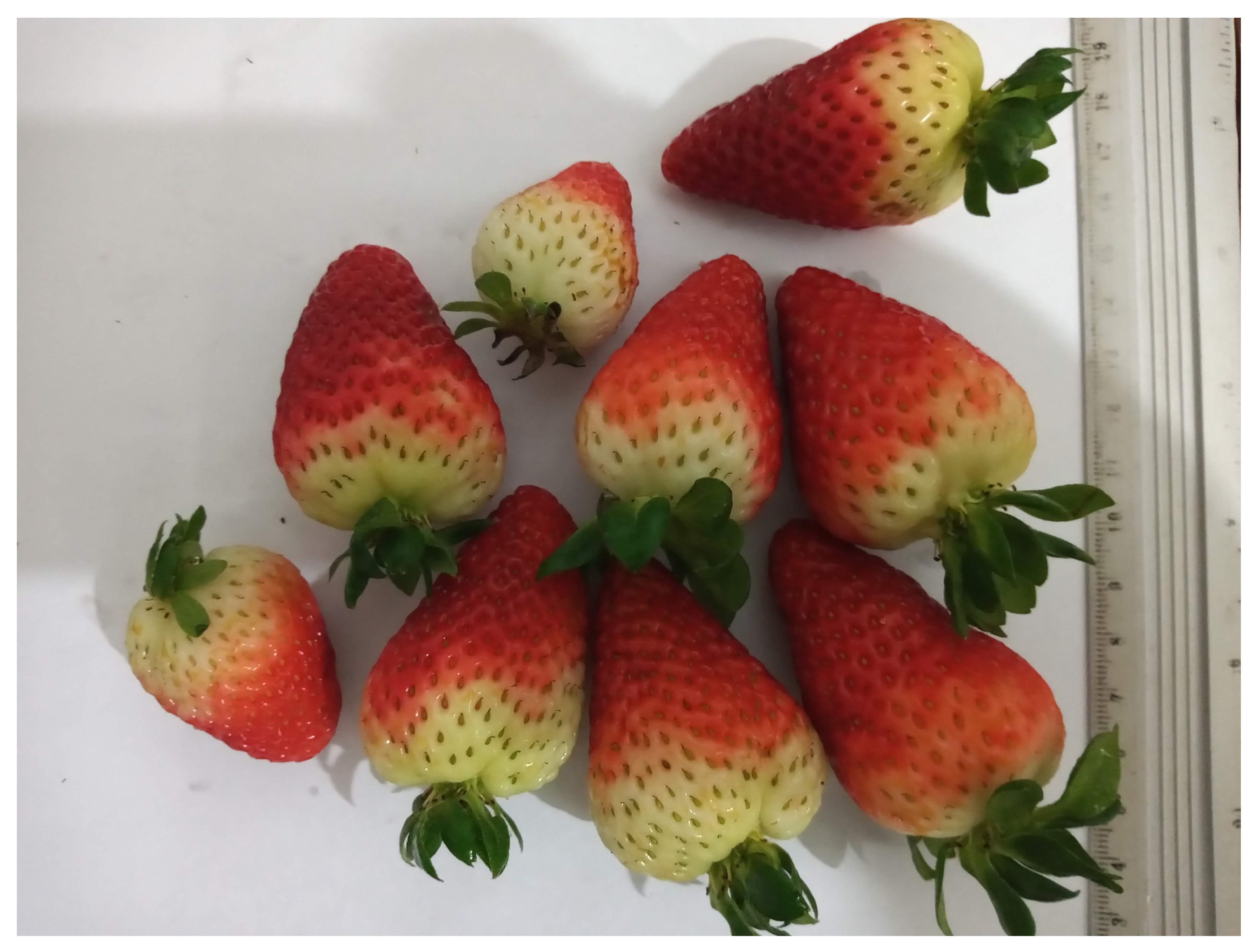 Agronomy 13 02179 g0a10