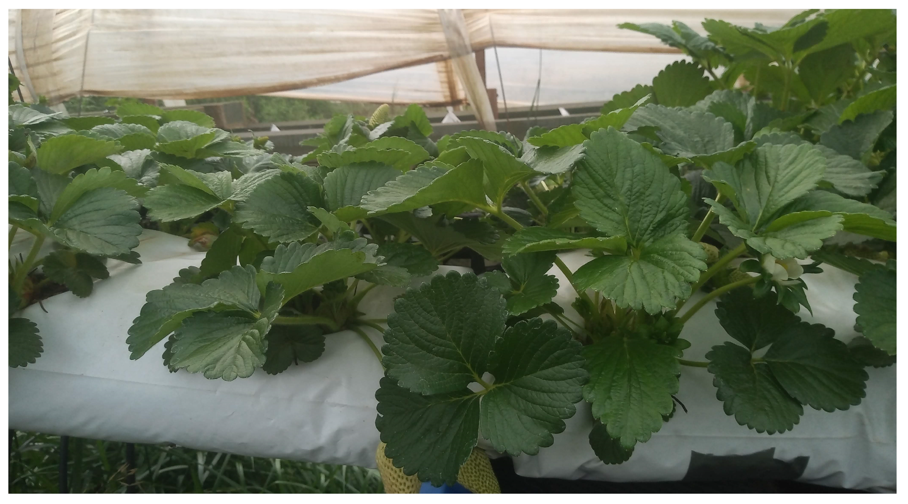 Agronomy 13 02179 g0a4