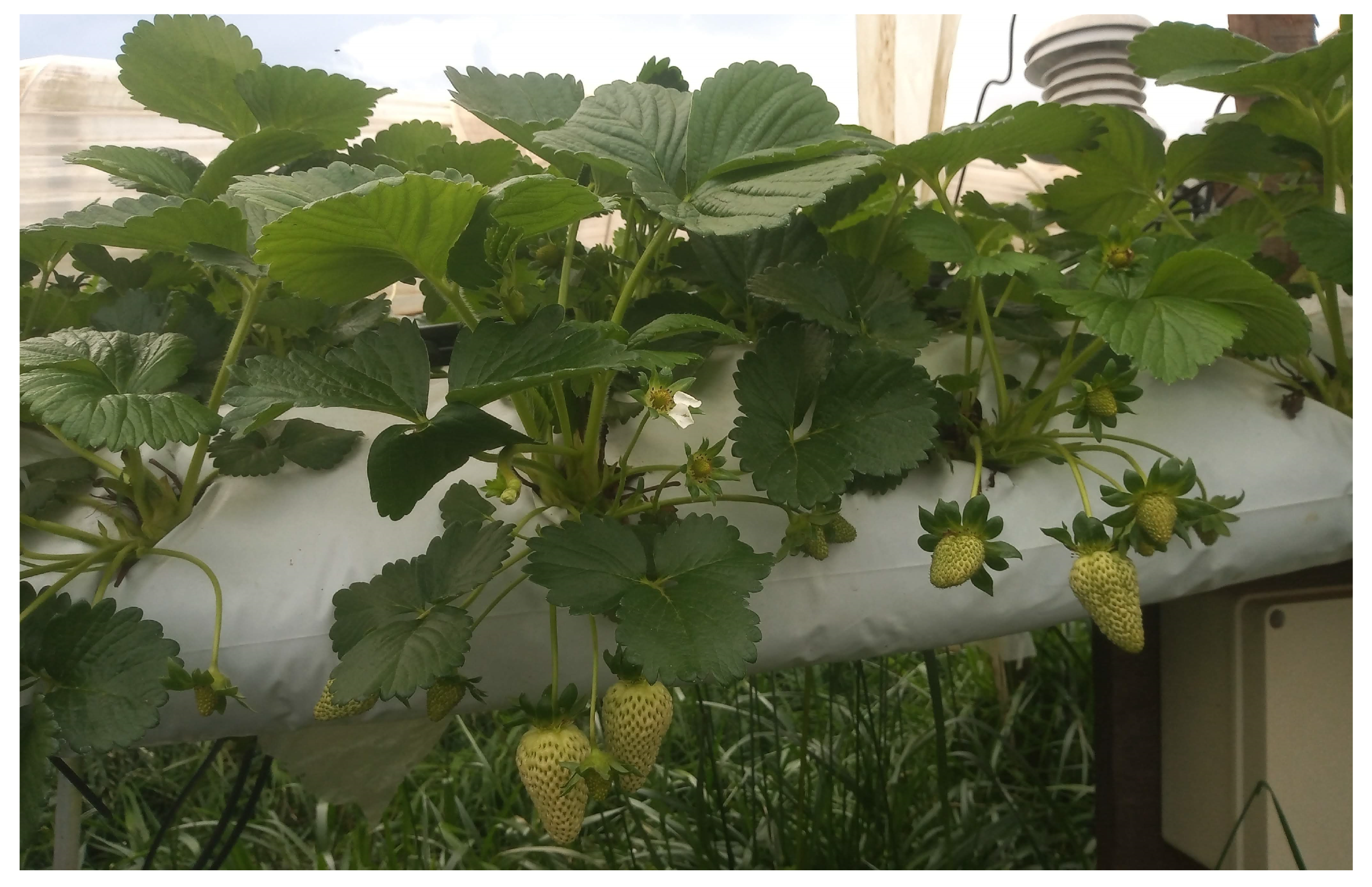 Agronomy 13 02179 g0a5