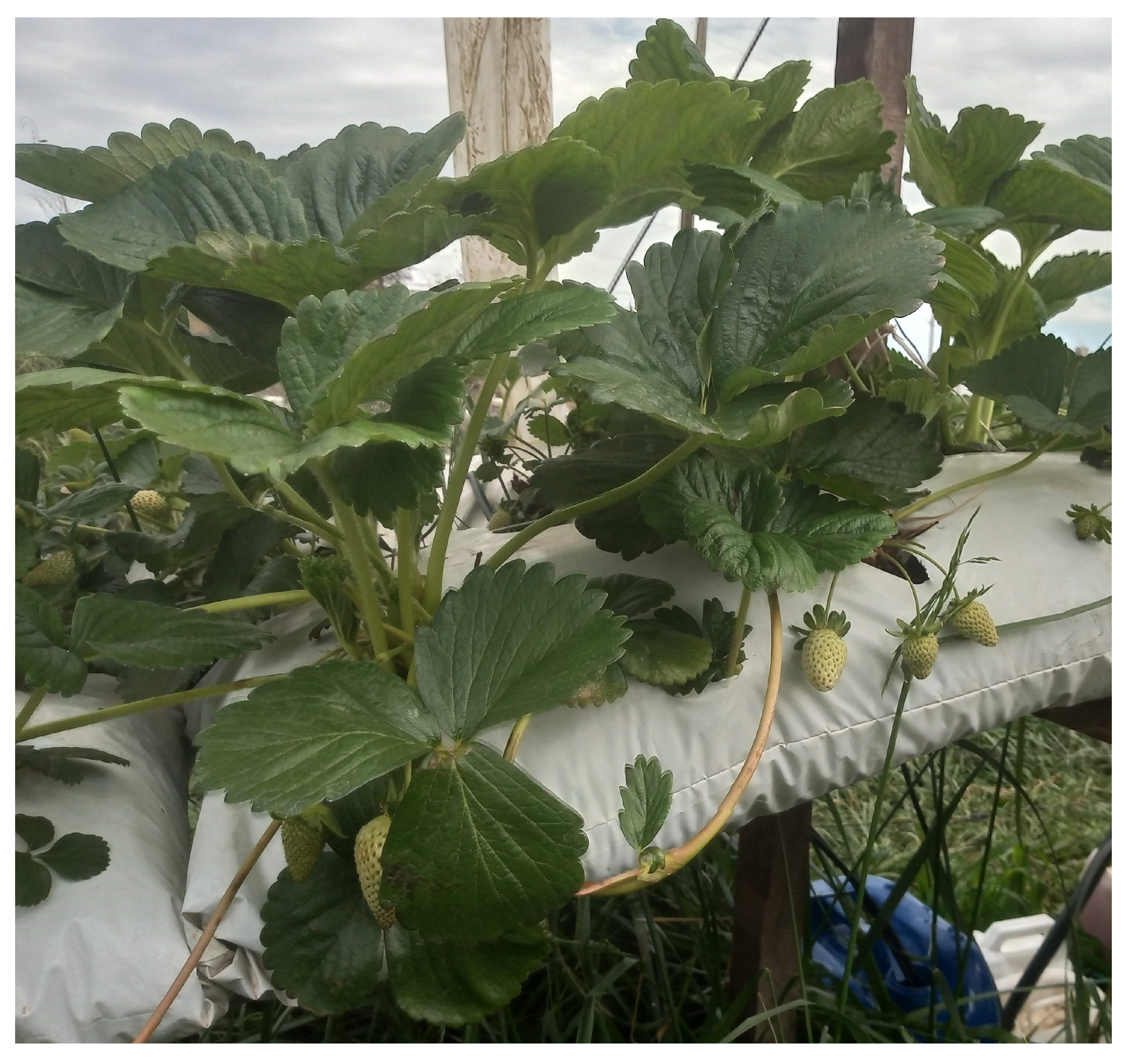 Agronomy 13 02179 g0a6