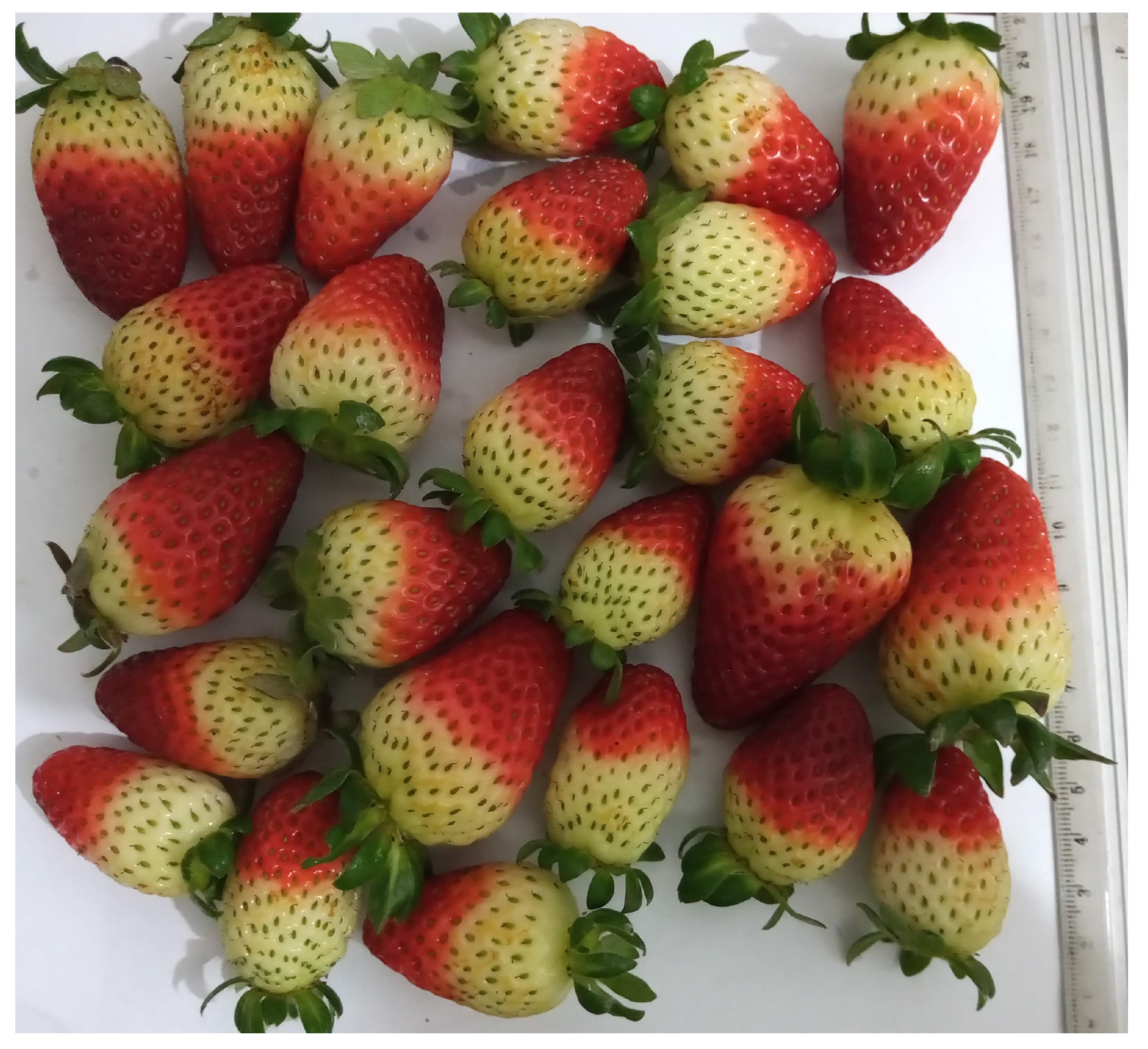 Agronomy 13 02179 g0a7