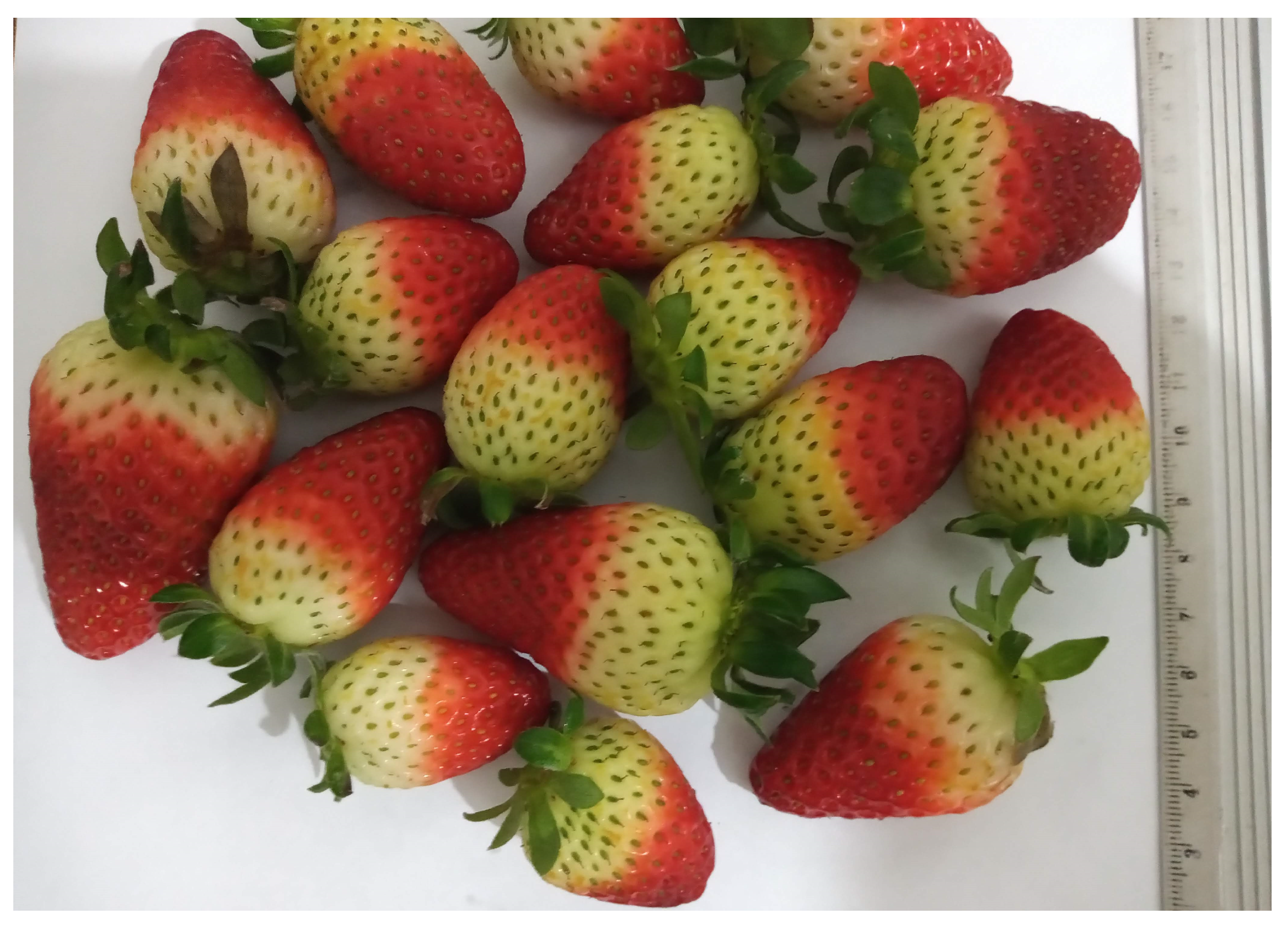 Agronomy 13 02179 g0a8