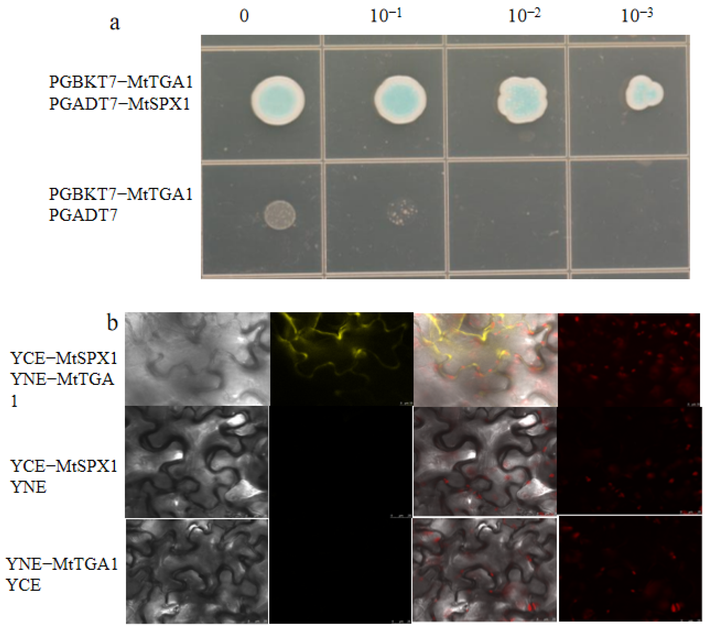 Agronomy 13 02184 g008
