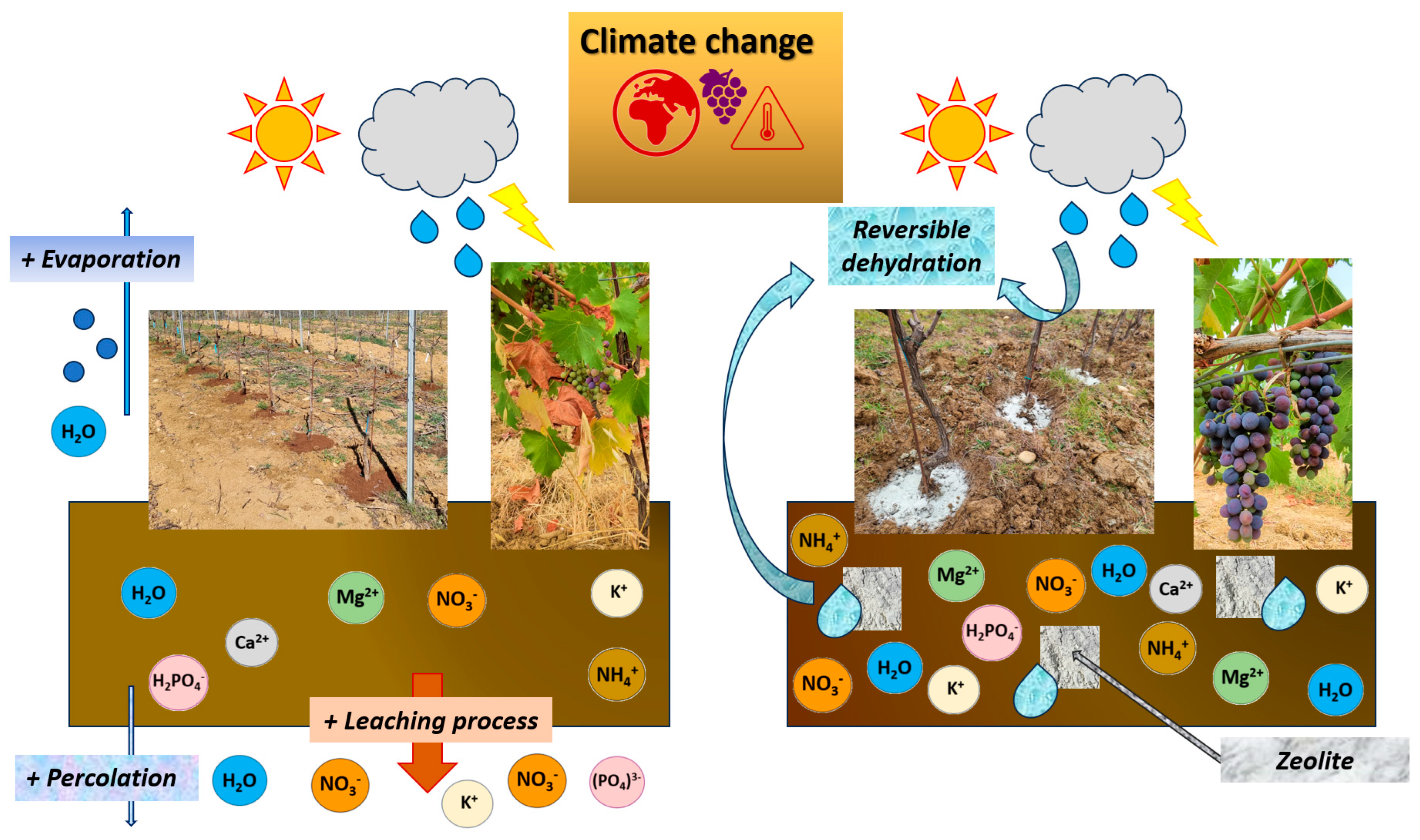 Agronomy 13 02192 g005 Agronomy 13 02192 g005