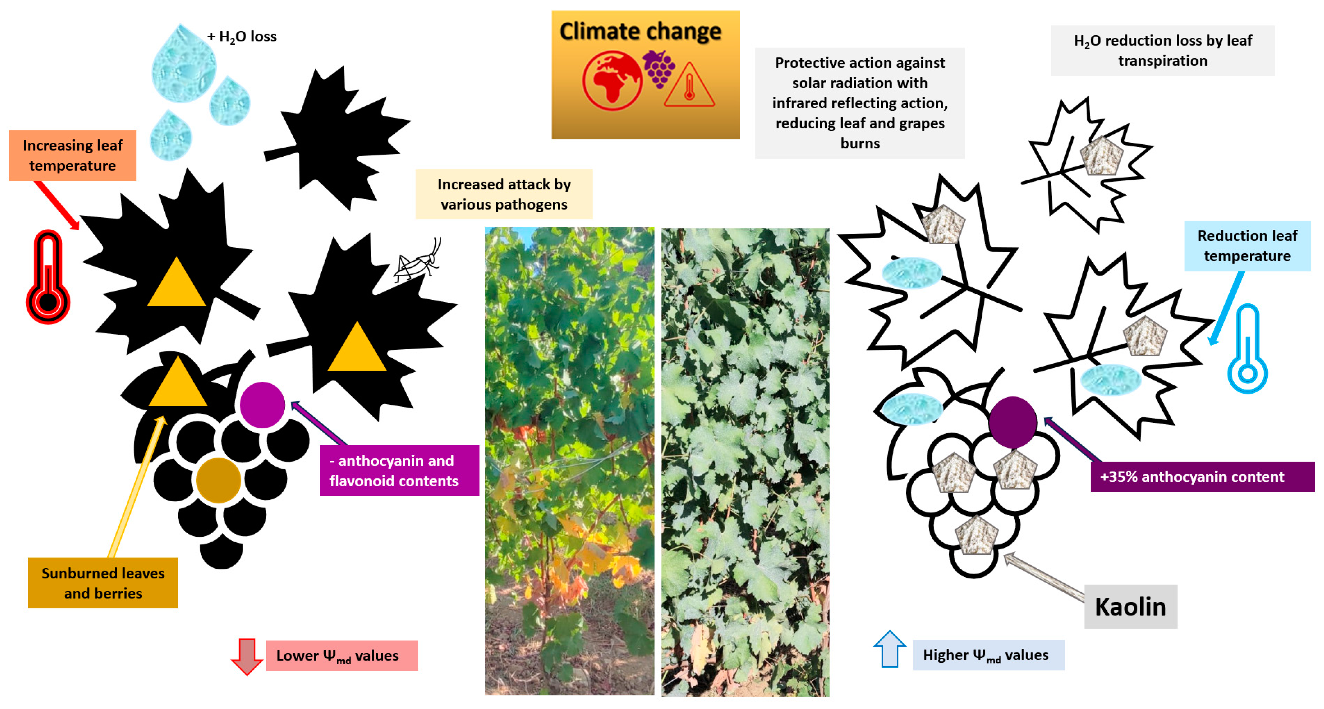 Agronomy 13 02192 g006 Agronomy 13 02192 g006