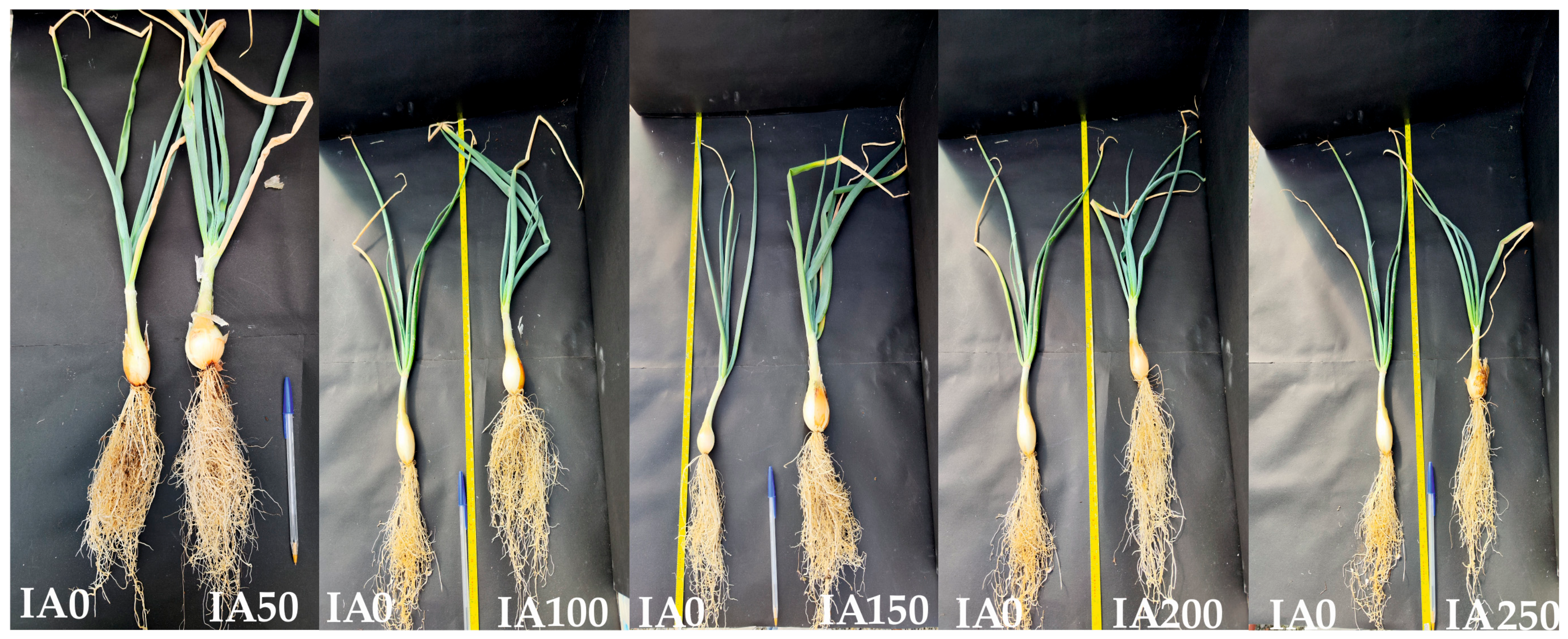 Agronomy 13 02204 g006 Agronomy 13 02204 g006