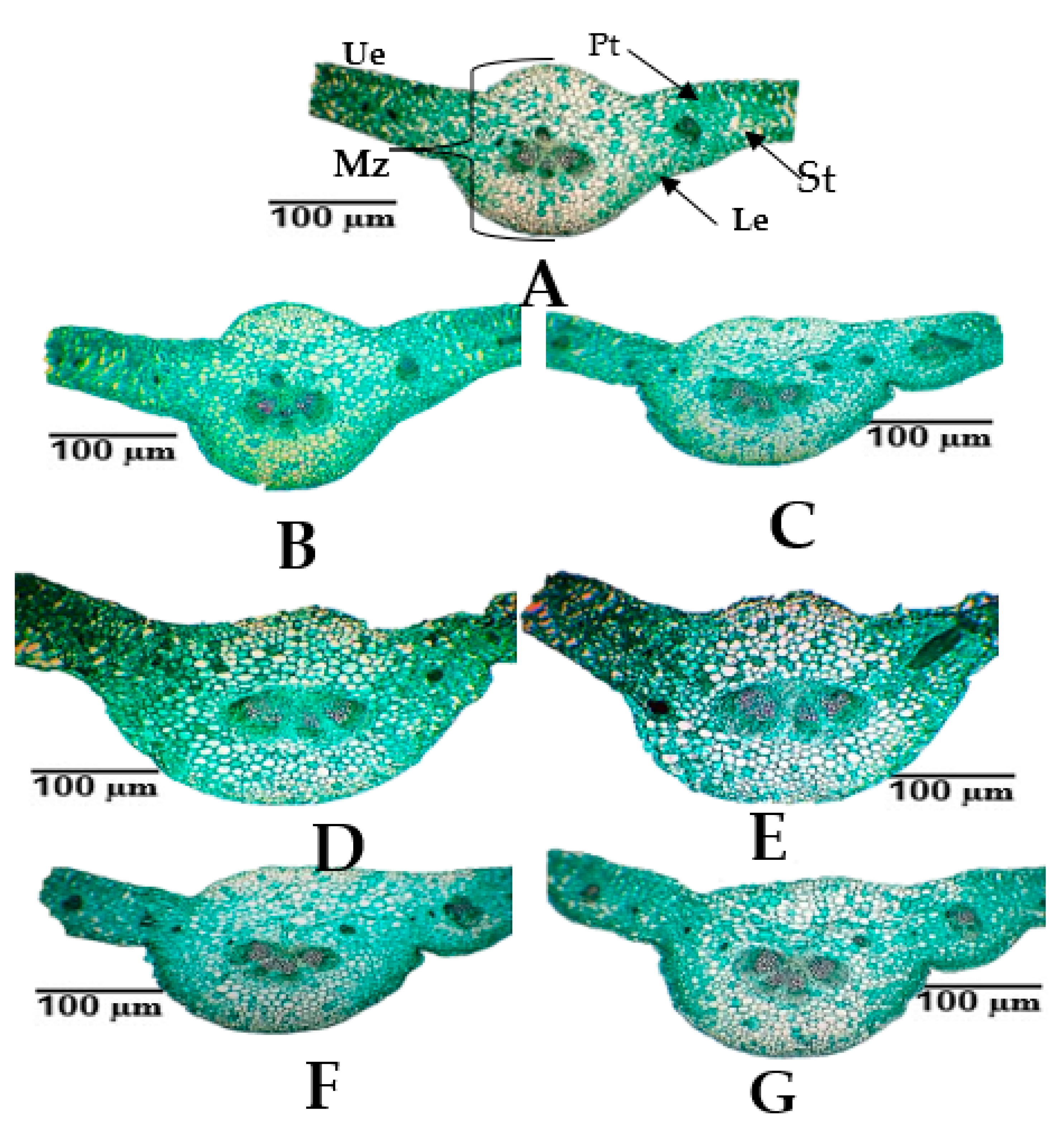 Agronomy 13 02213 g009 Agronomy 13 02213 g009
