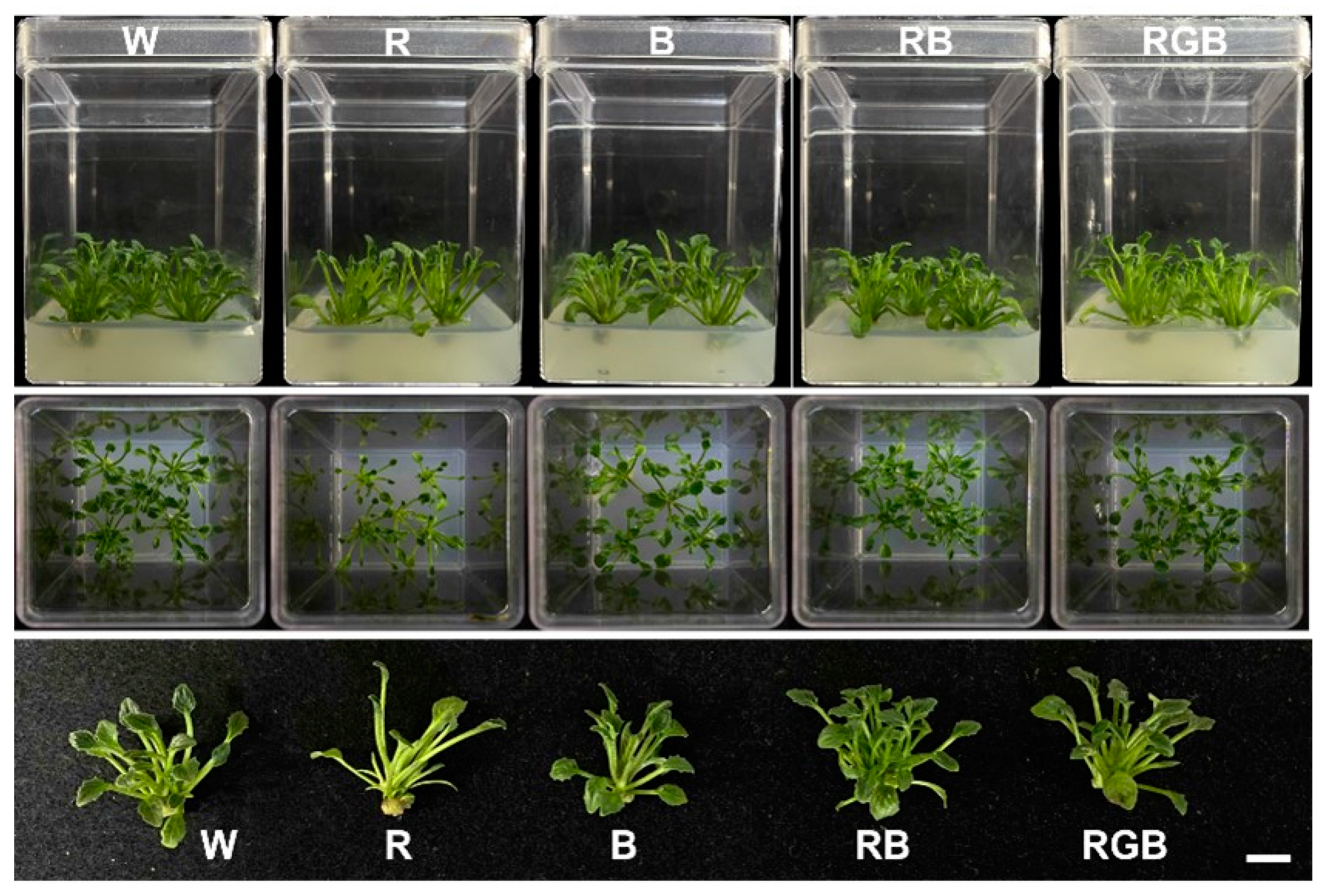 Agronomy 13 02216 g001