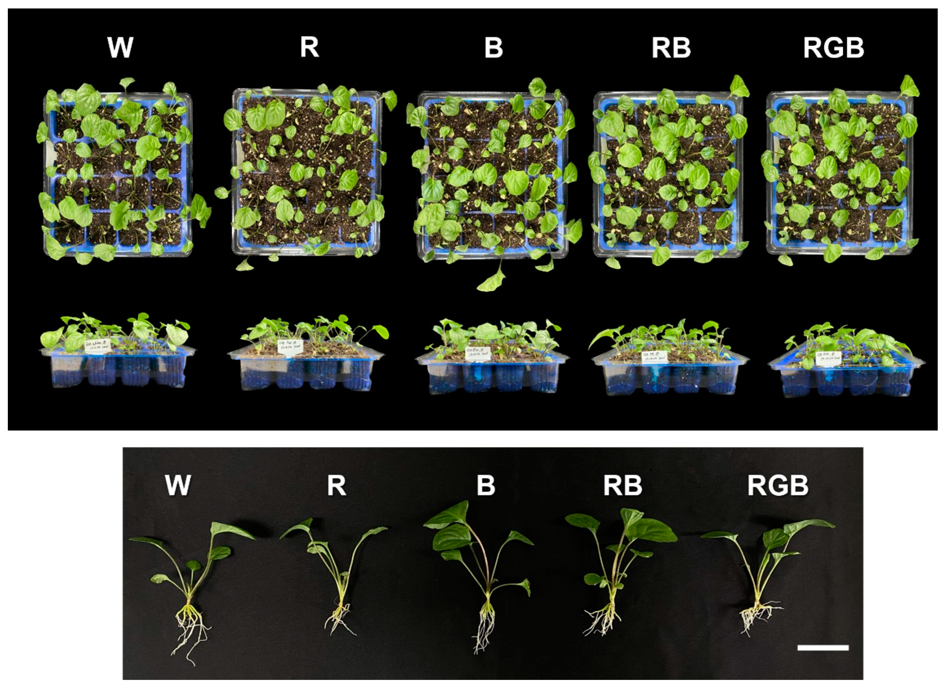 Agronomy 13 02216 g004