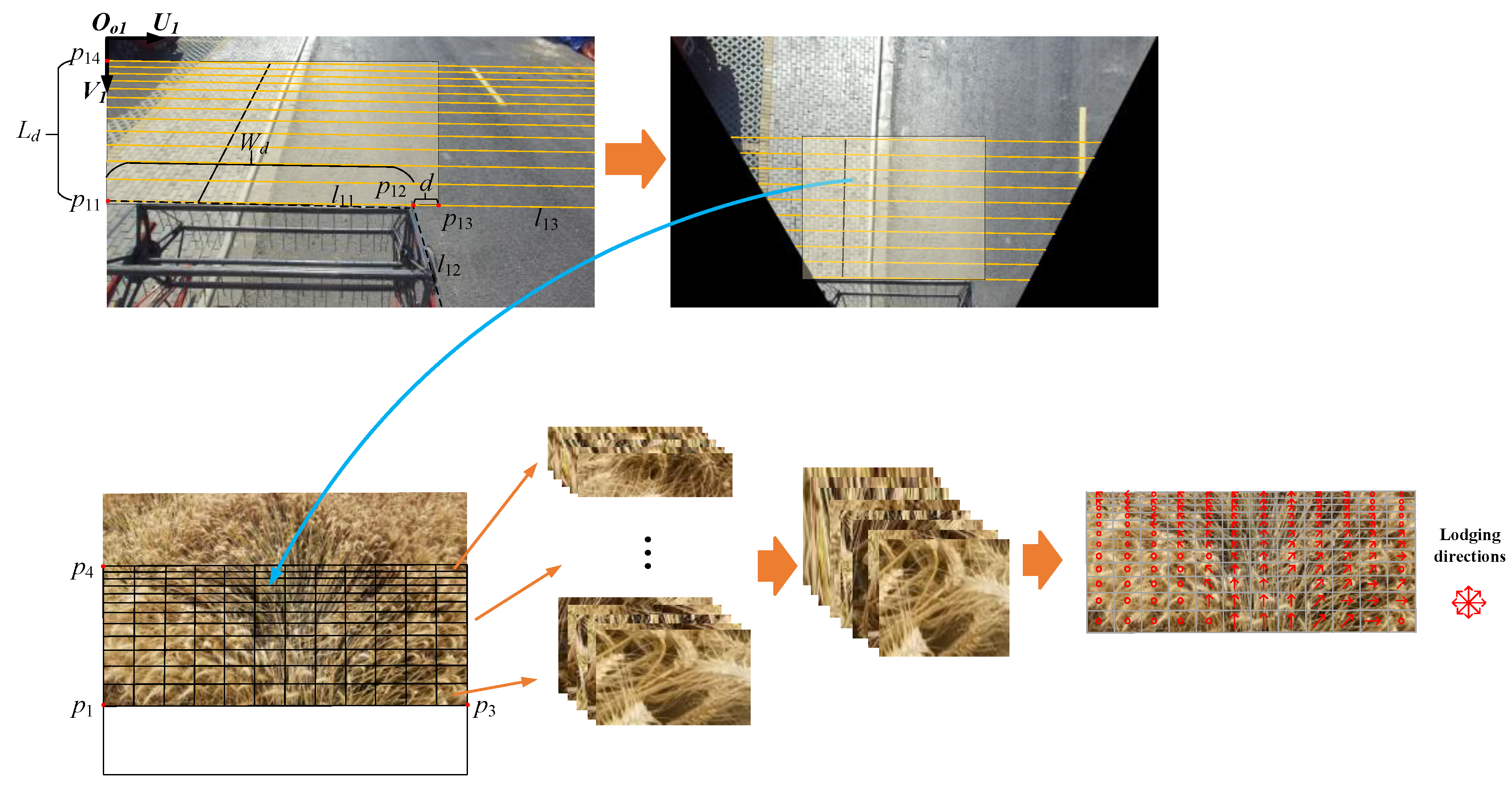 Agronomy 13 02227 g005
