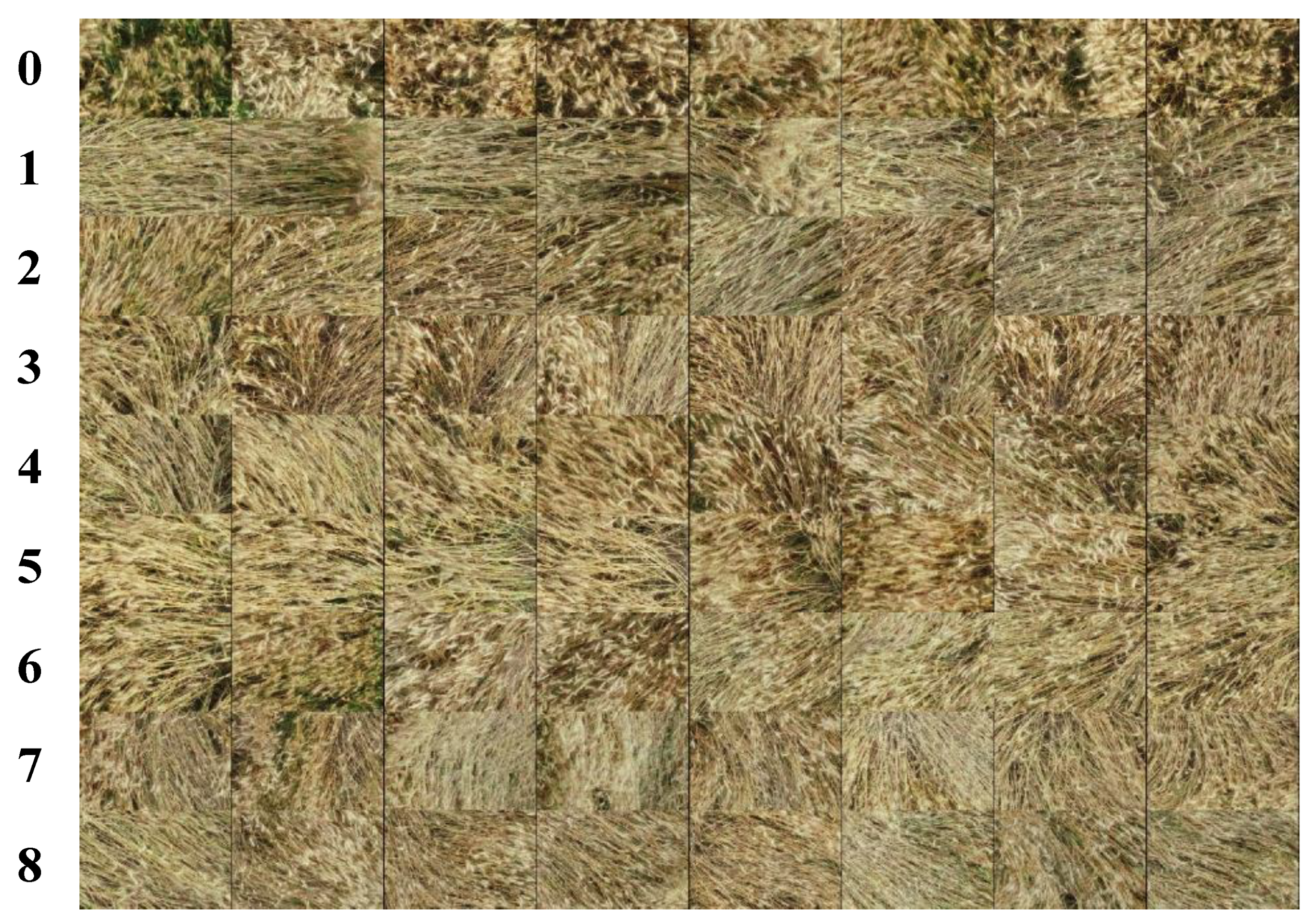 Agronomy 13 02227 g006