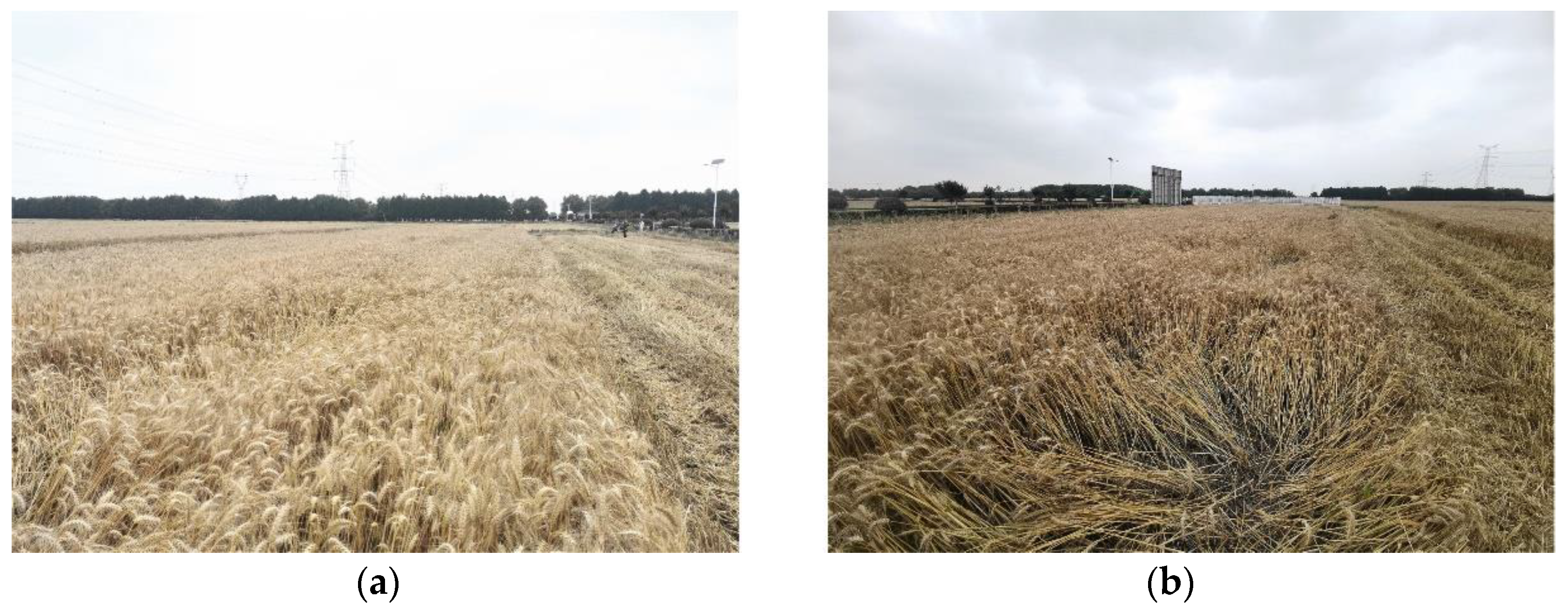 Agronomy 13 02227 g008