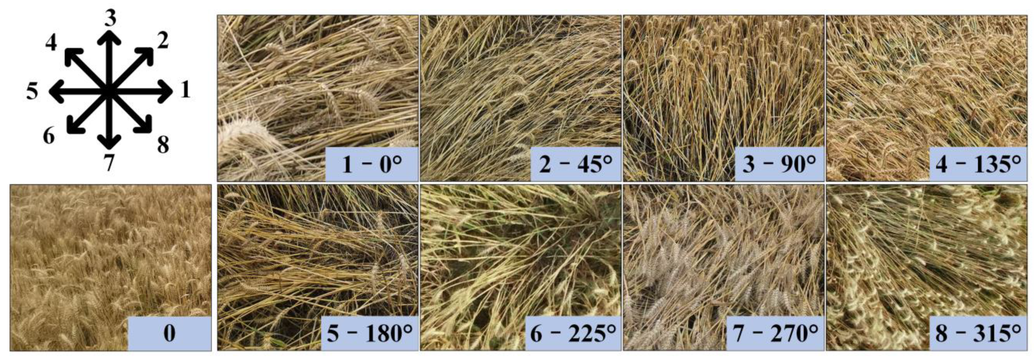 Agronomy 13 02227 g009