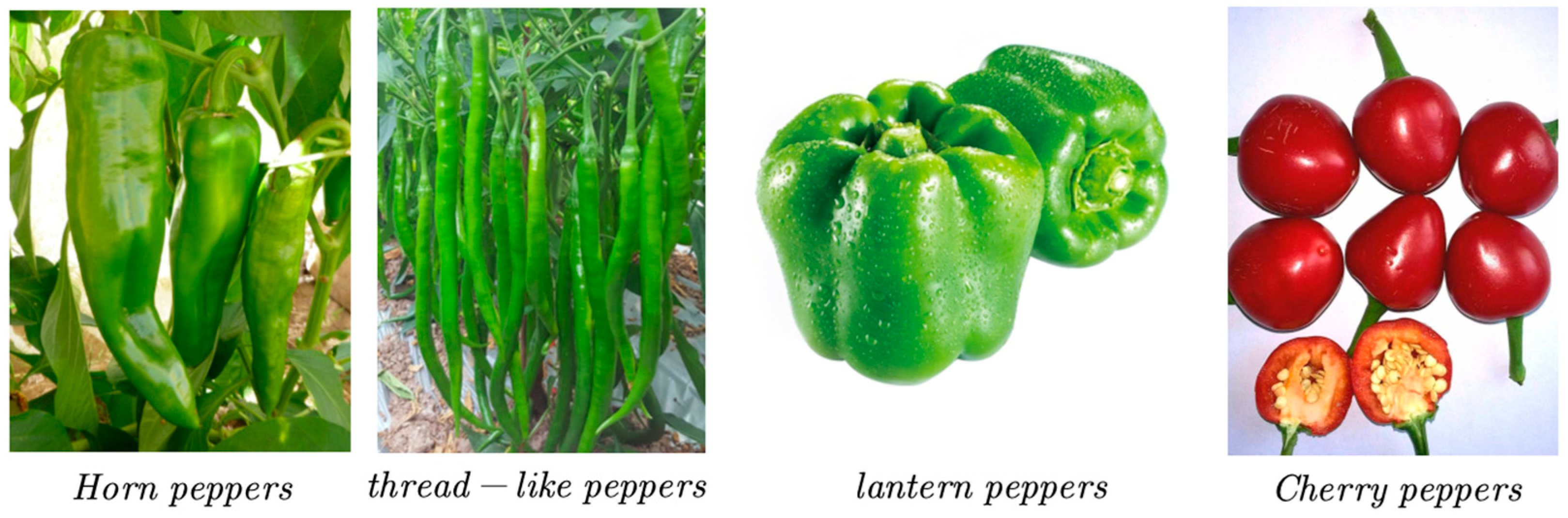 Agronomy 13 02231 g001