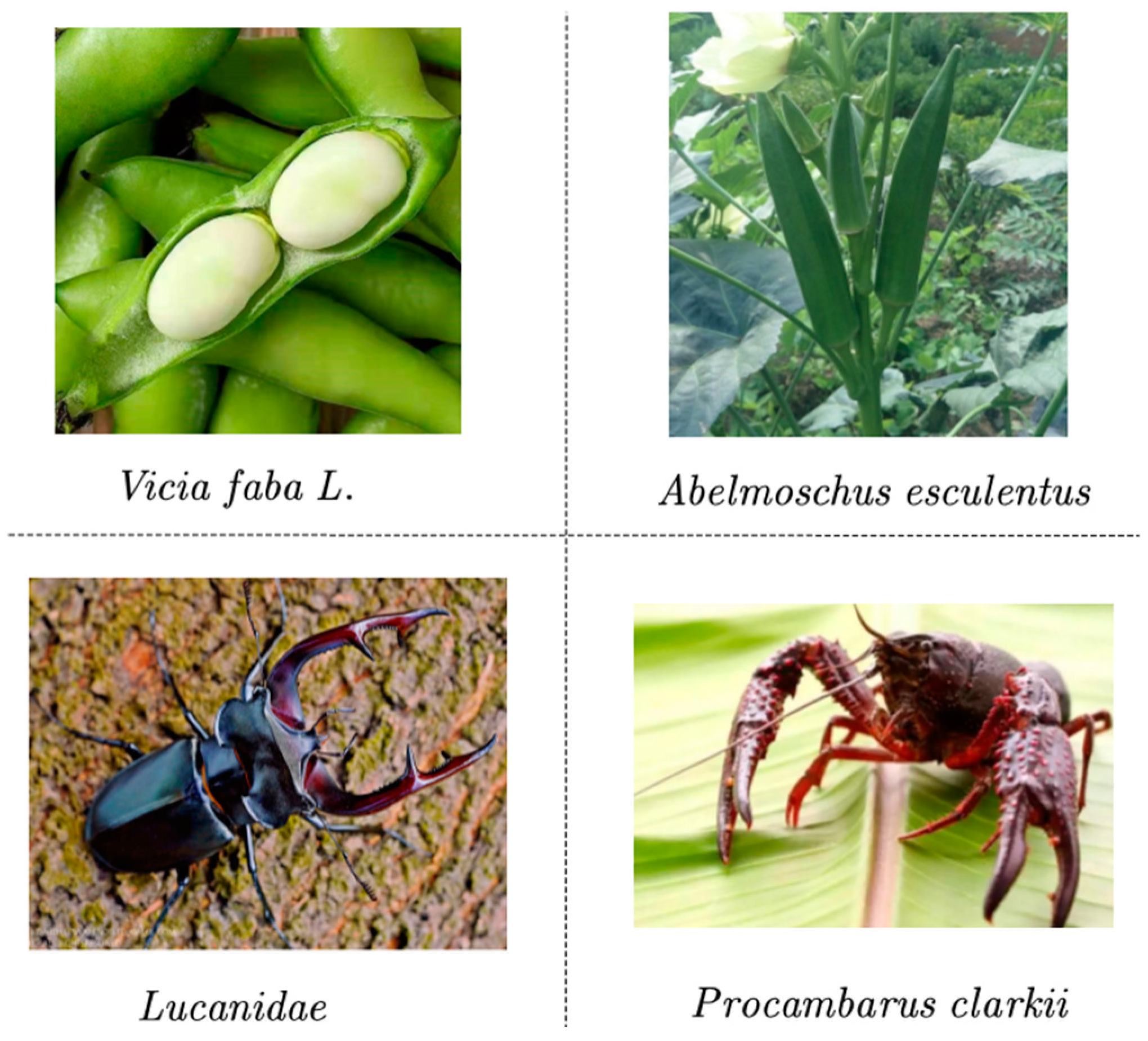 Agronomy 13 02231 g003