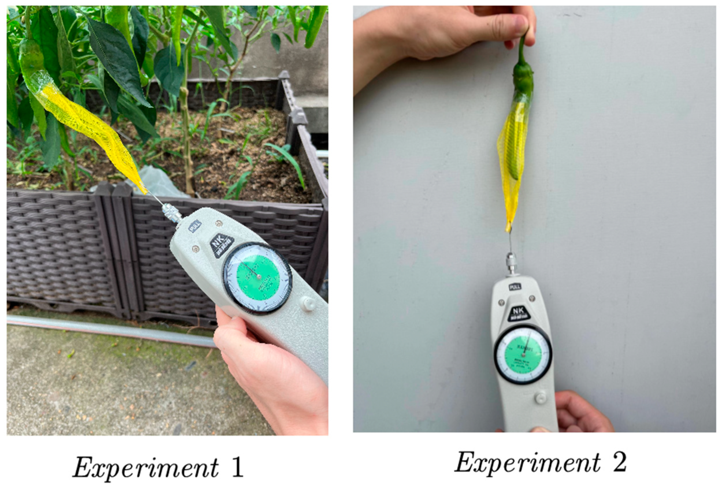 Agronomy 13 02231 g008