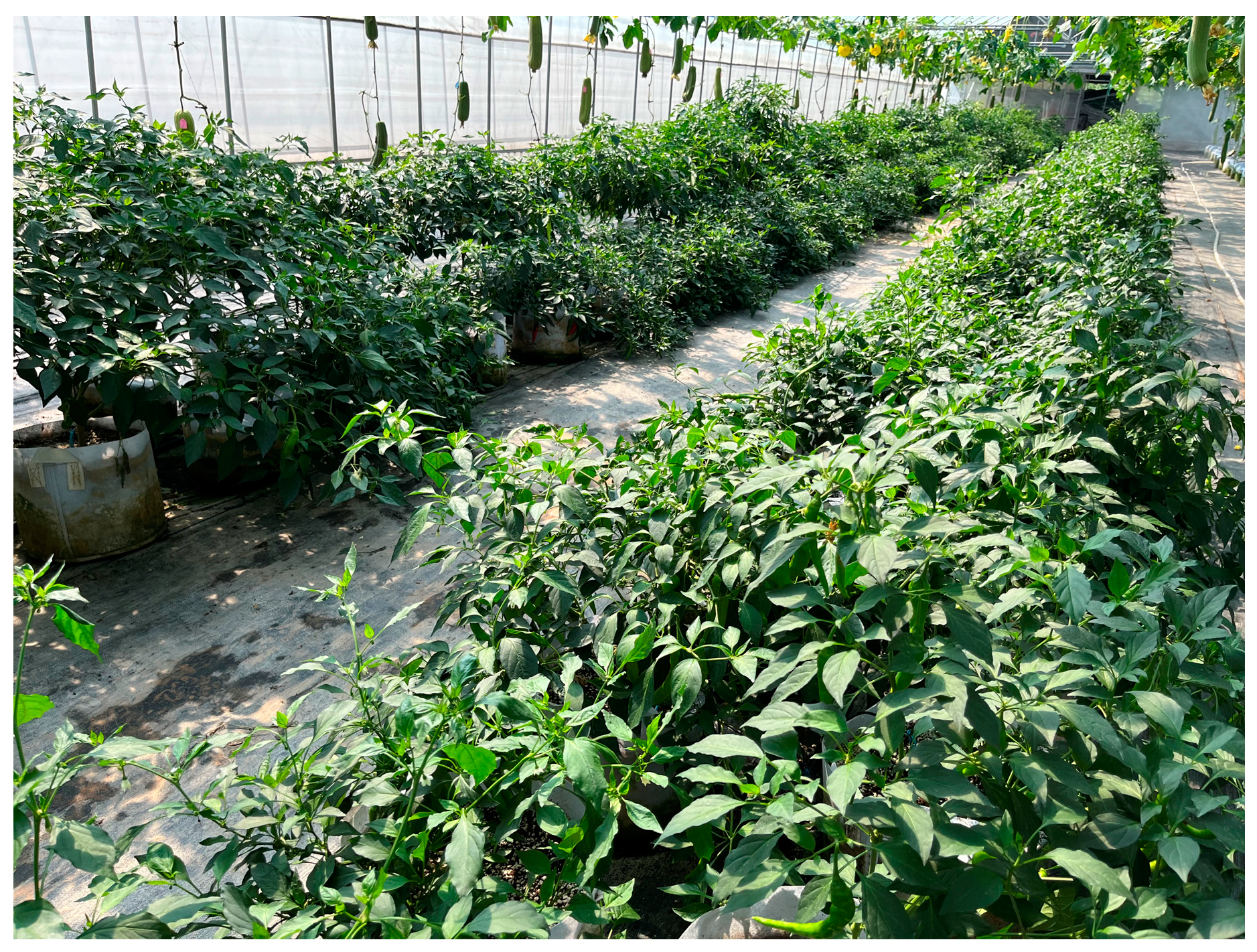 Agronomy 13 02231 g018