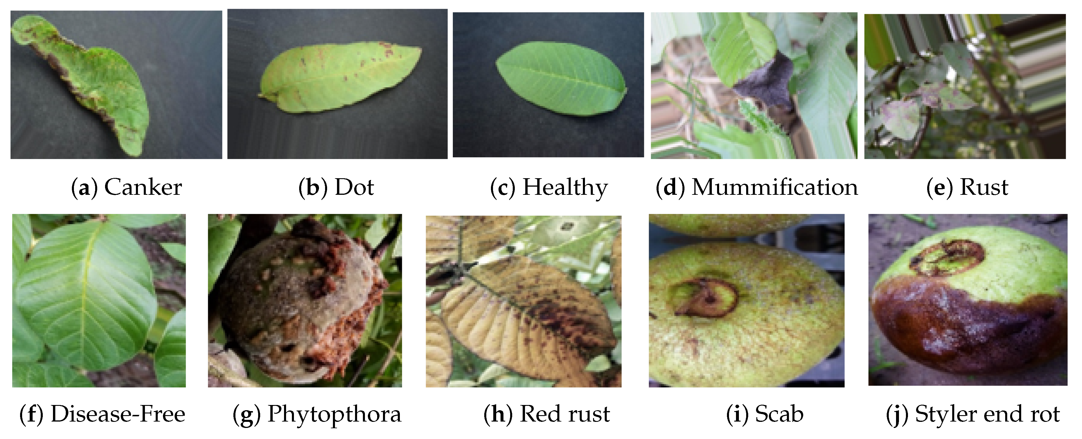 Agronomy 13 02240 g002