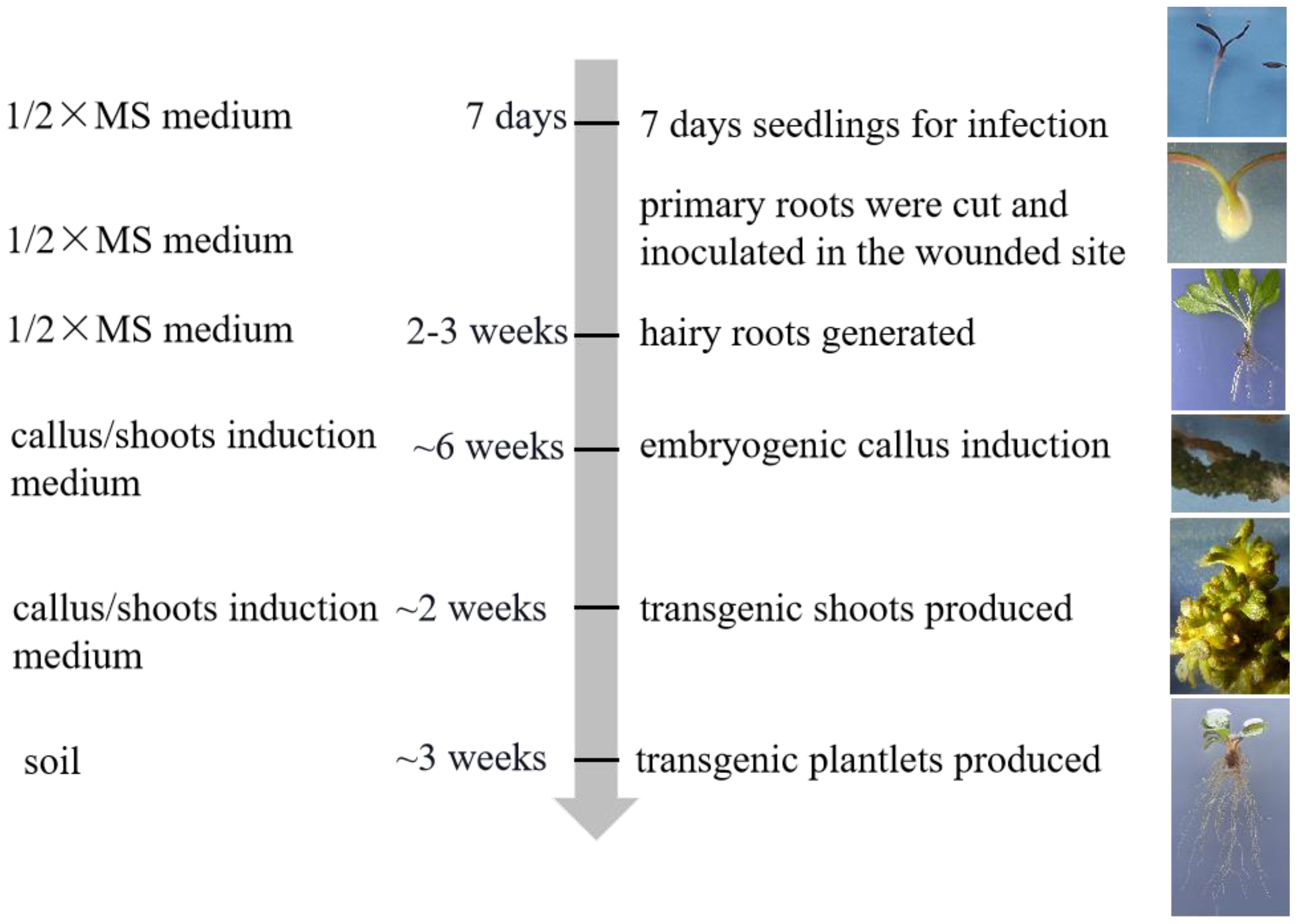 Agronomy 13 02244 g001