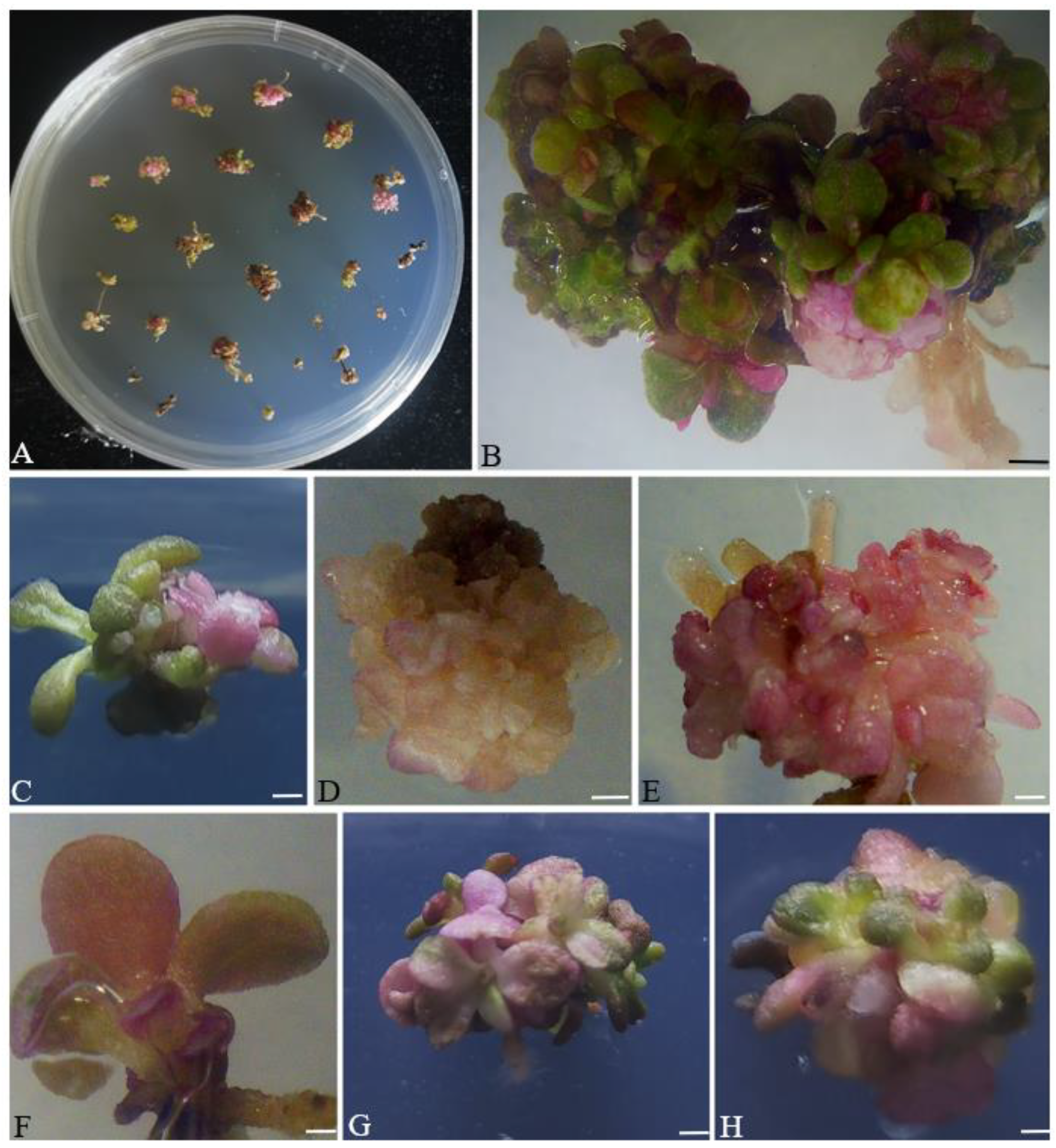 Agronomy 13 02244 g005