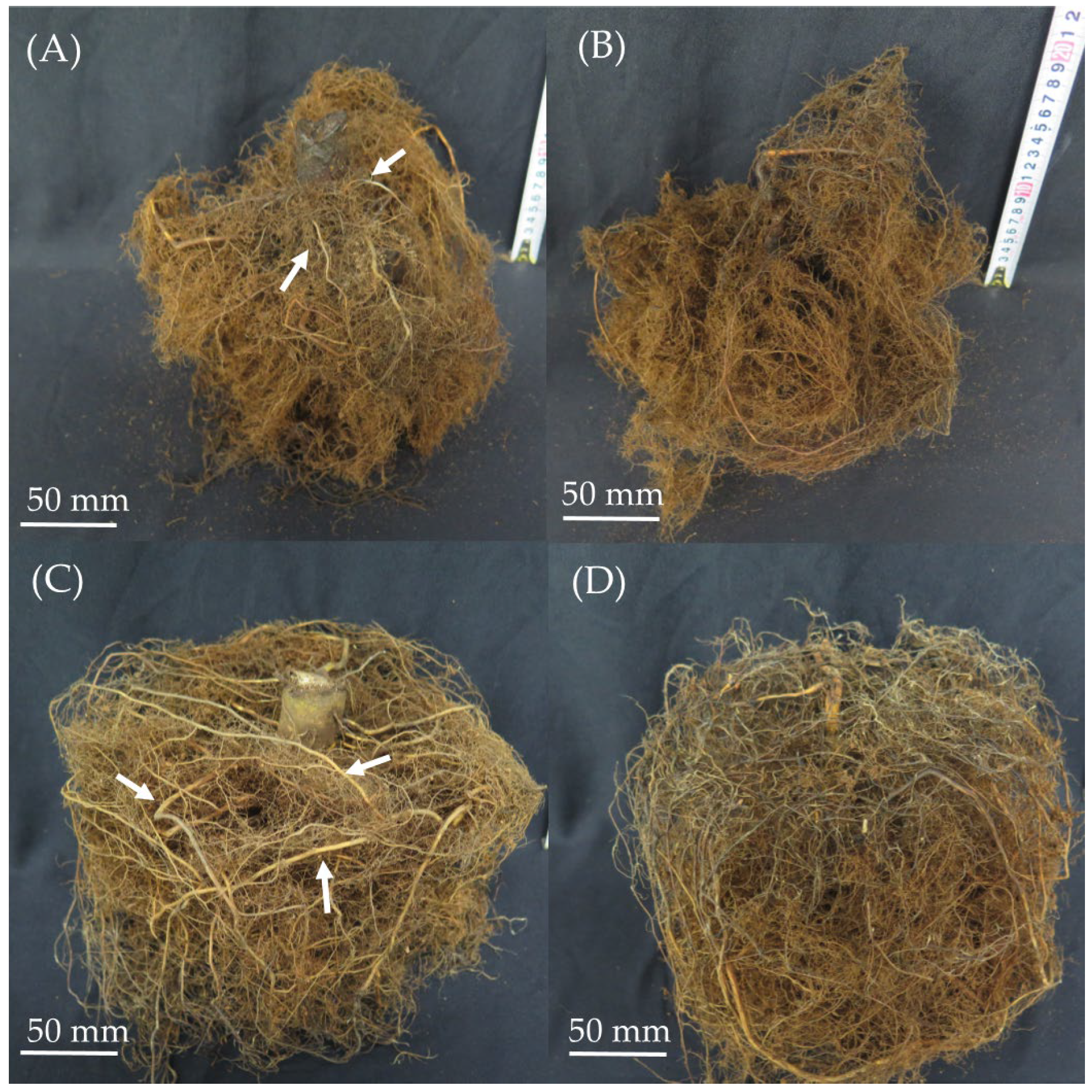 Agronomy 13 02264 g004