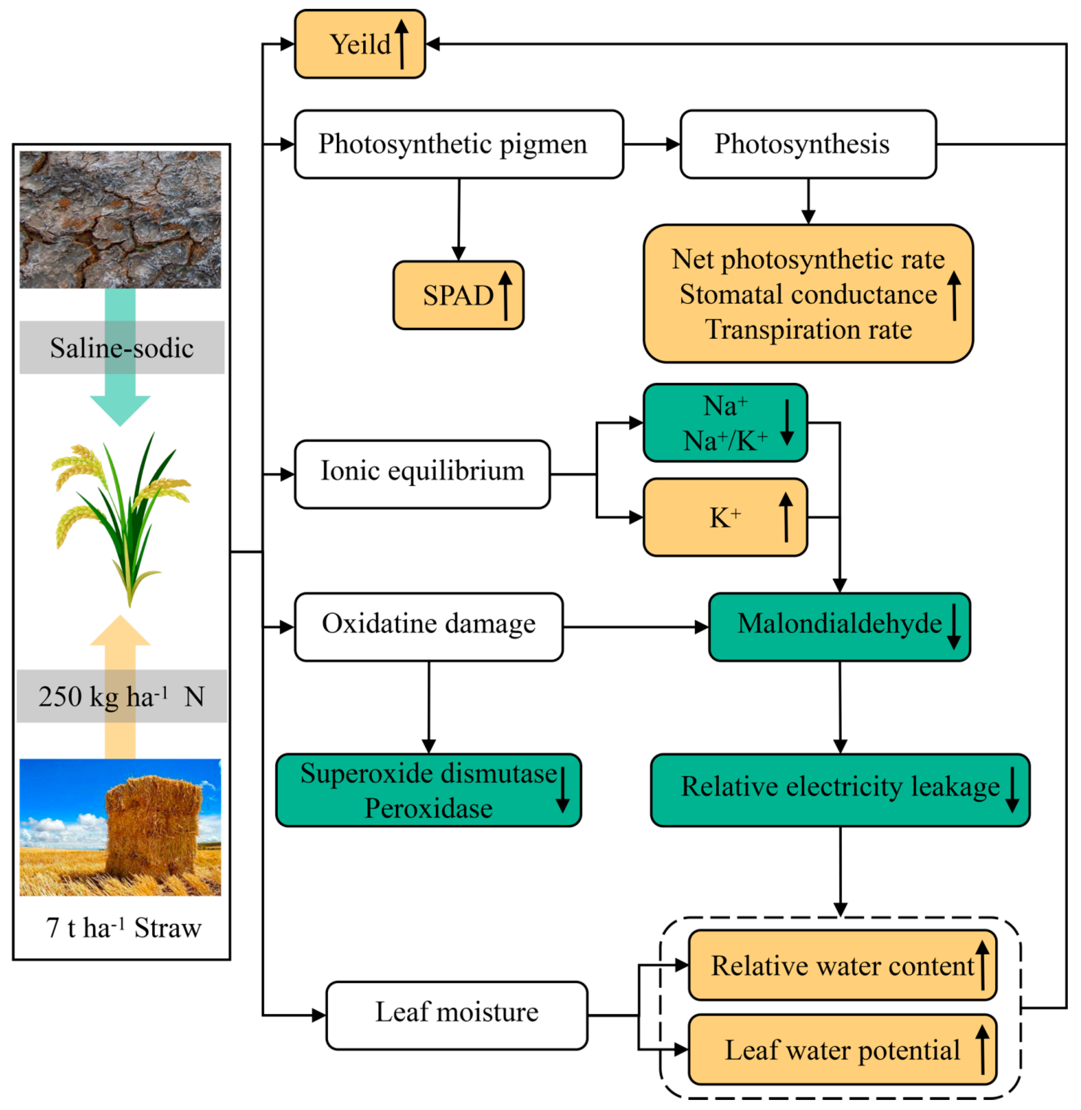 Agronomy 13 02274 g011