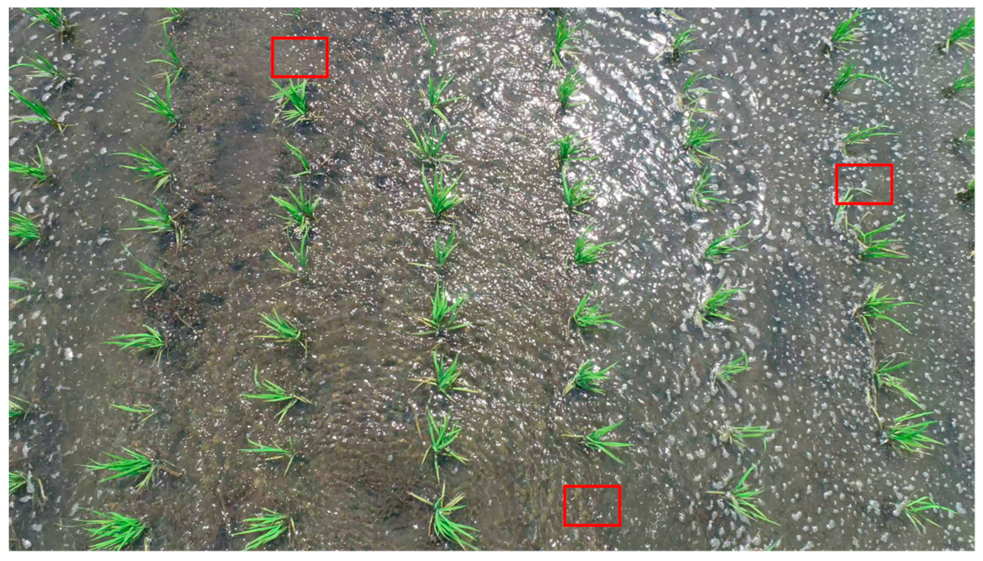 Agronomy 13 02279 g009