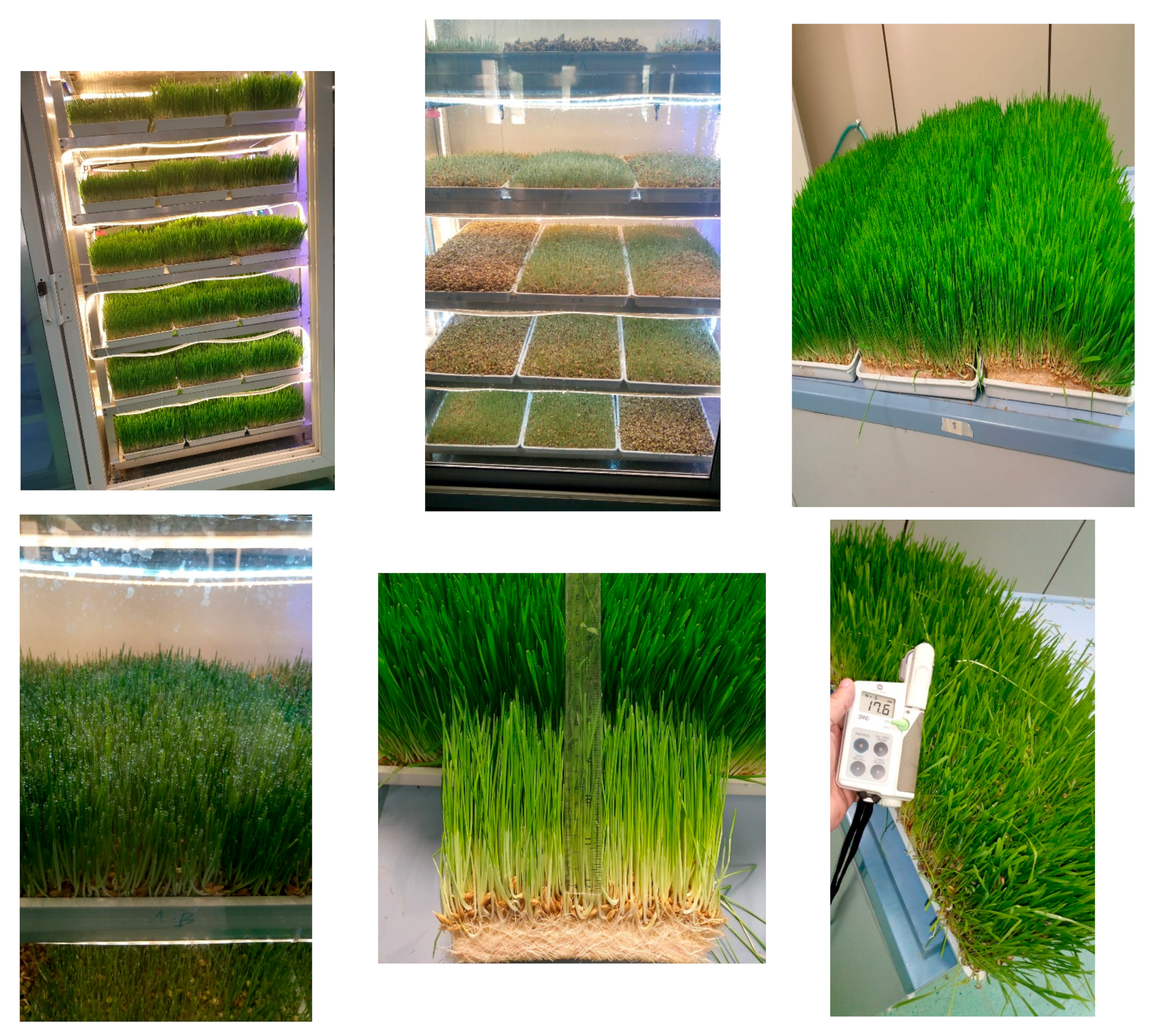 Agronomy 13 02301 g001 Agronomy 13 02301 g001