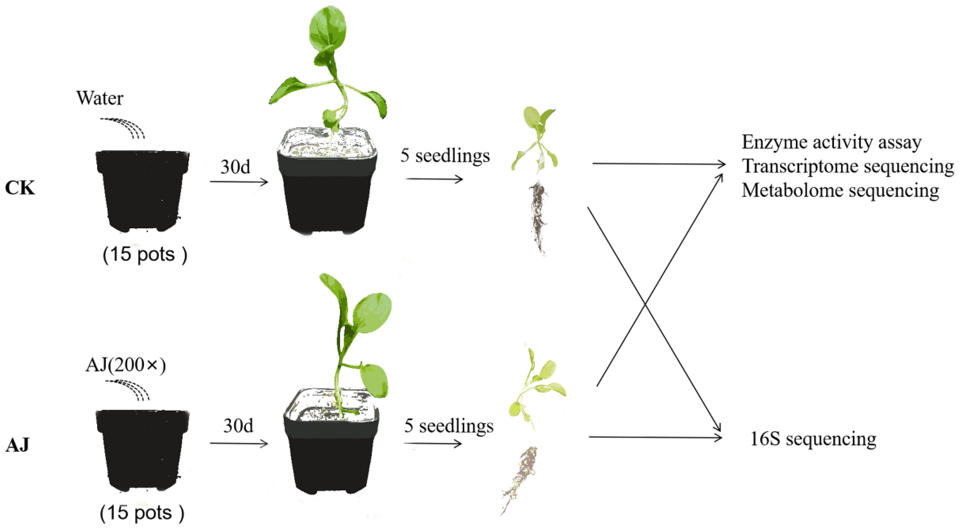 Agronomy 13 02310 g001
