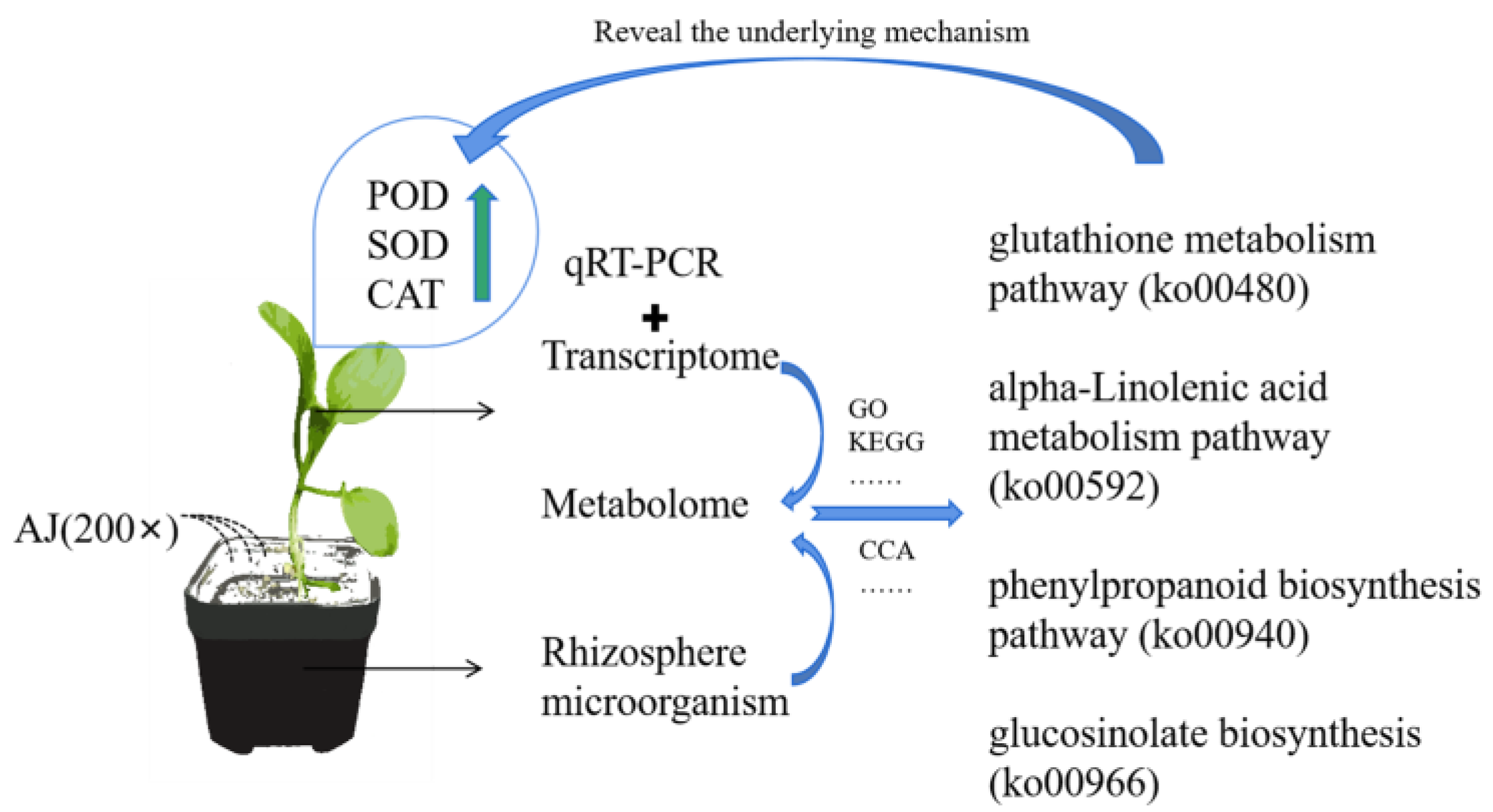 Agronomy 13 02310 g009