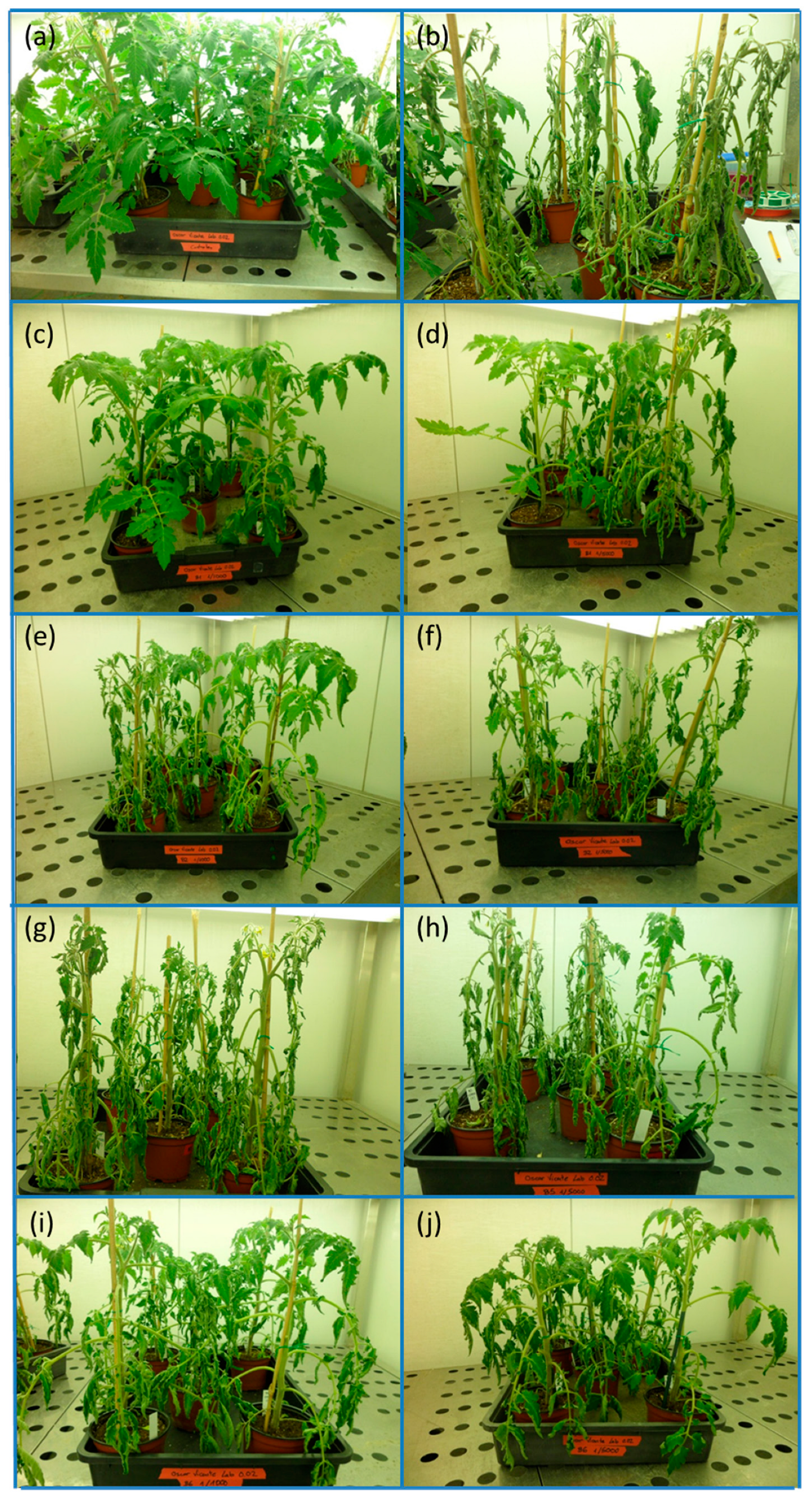 Agronomy 13 02314 g001