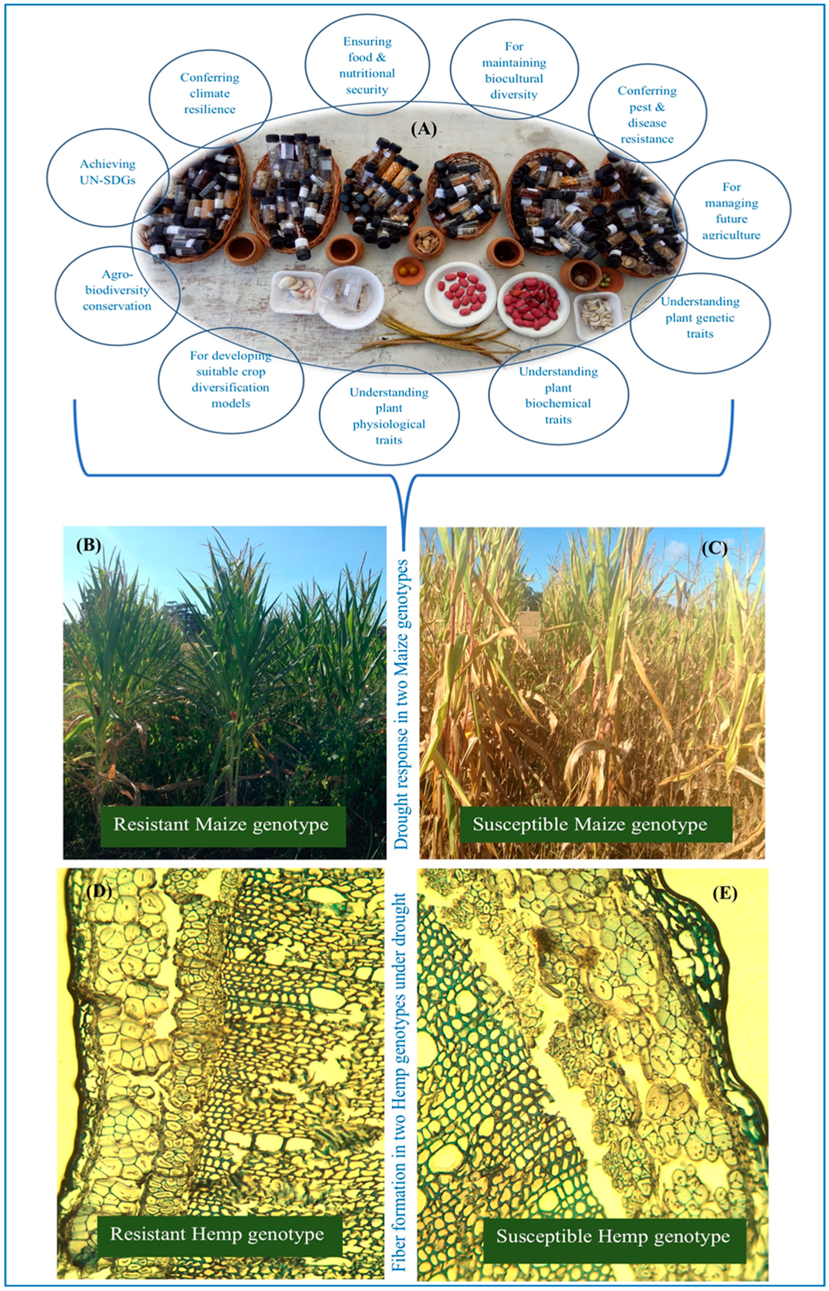 Agronomy 13 02315 g001