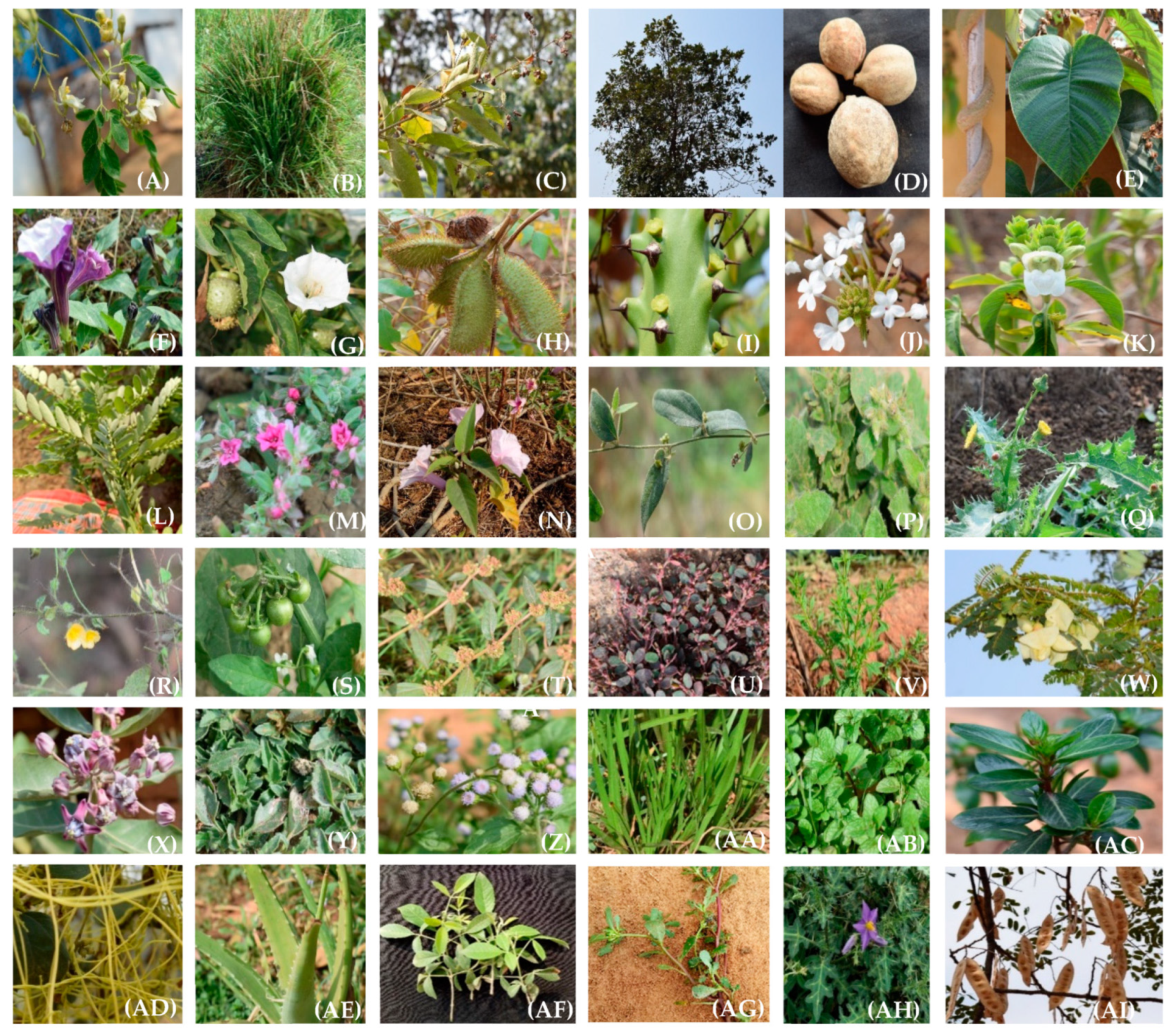 Agronomy 13 02318 g003