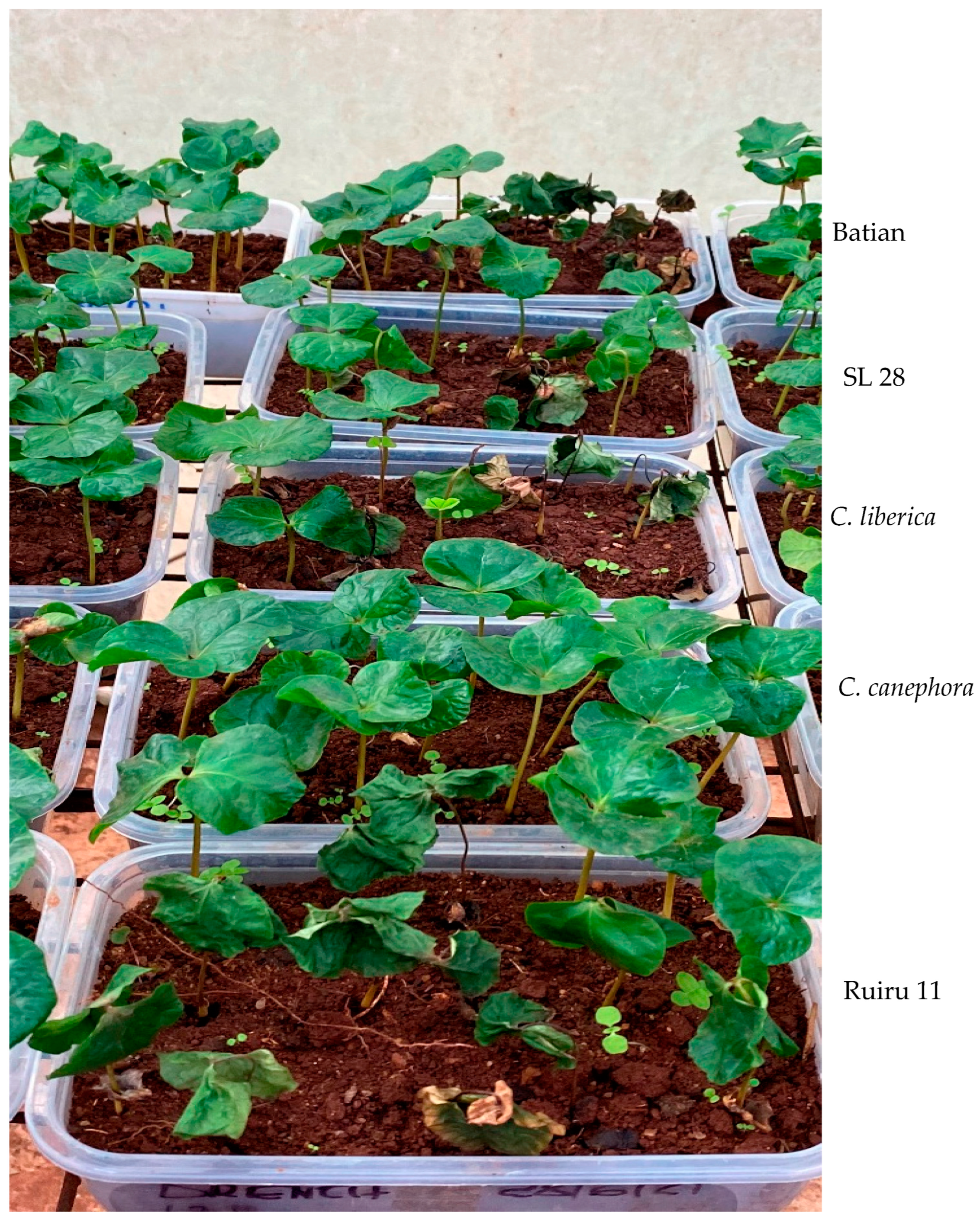 Agronomy 13 02321 g002 Agronomy 13 02321 g002