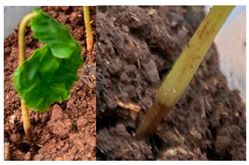 Agronomy 13 02321 i003 Agronomy 13 02321 i003