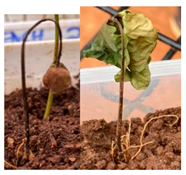 Agronomy 13 02321 i005 Agronomy 13 02321 i005