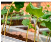 Agronomy 13 02321 i007 Agronomy 13 02321 i007