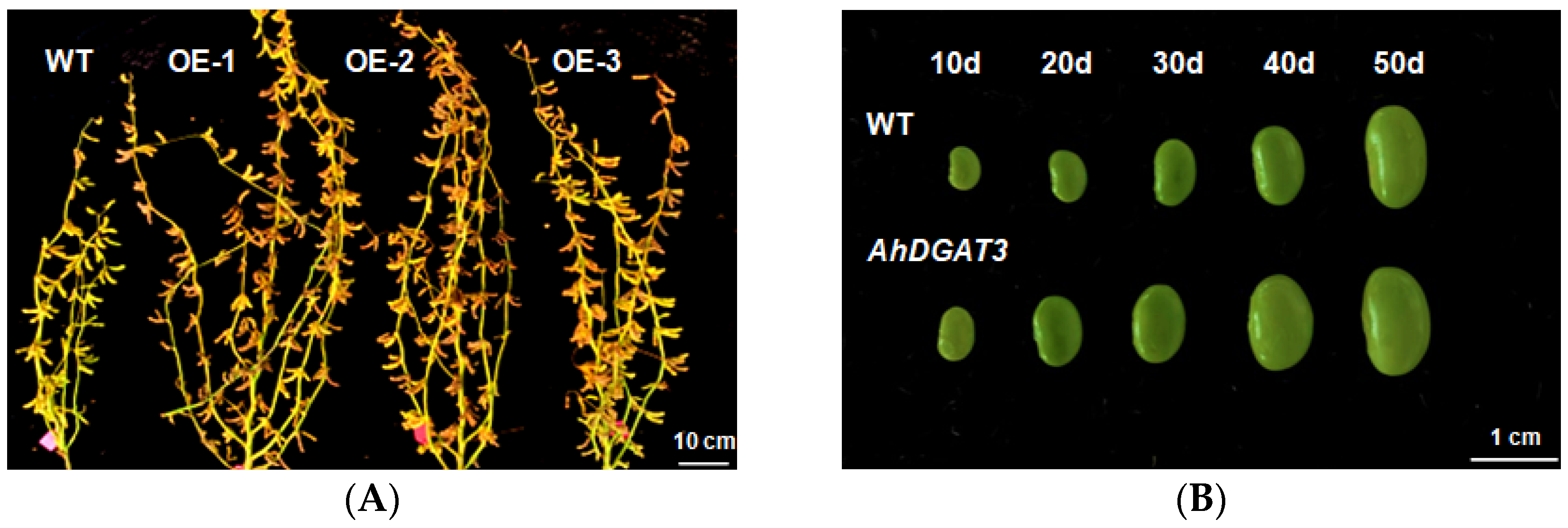 Agronomy 13 02333 g006a