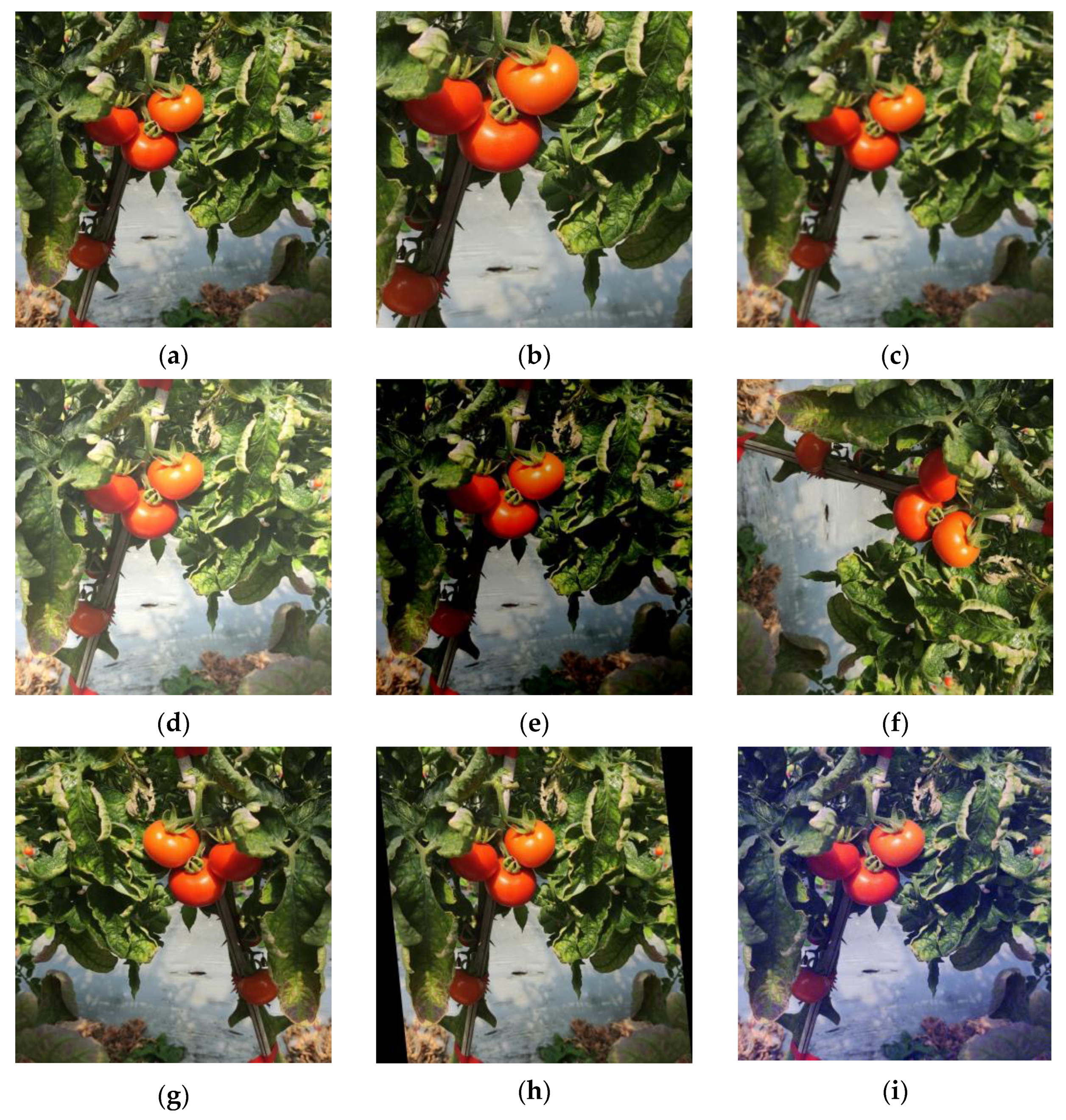 Agronomy 13 02339 g001