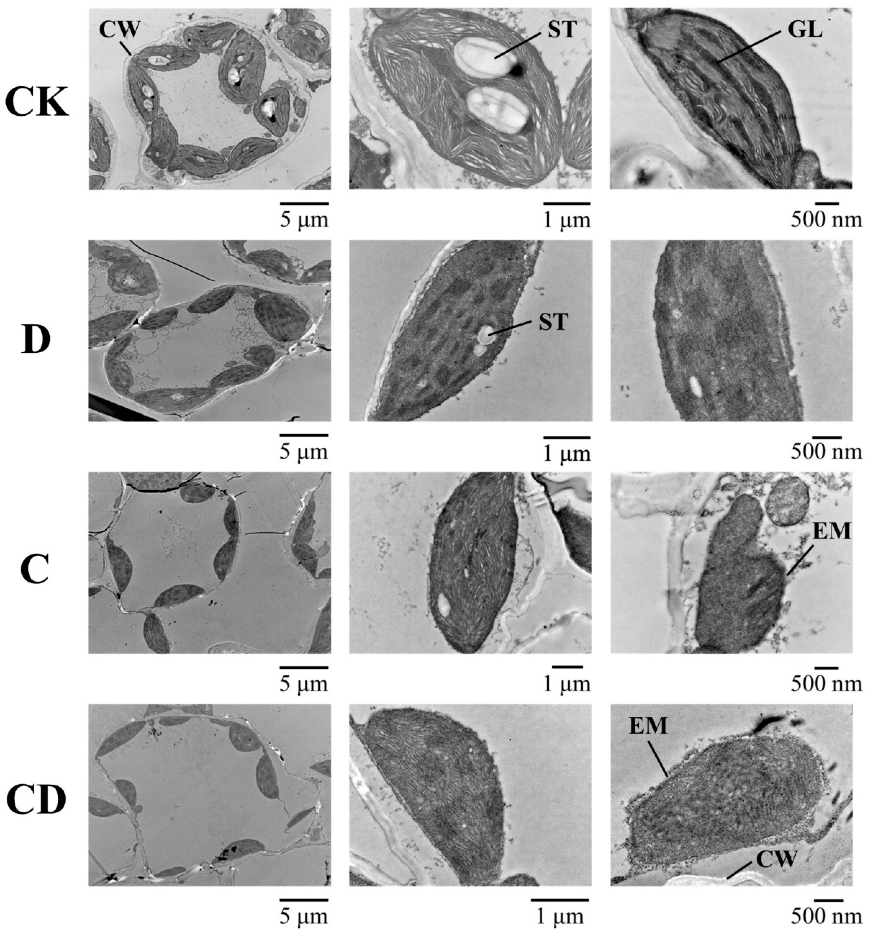 Agronomy 13 02368 g006