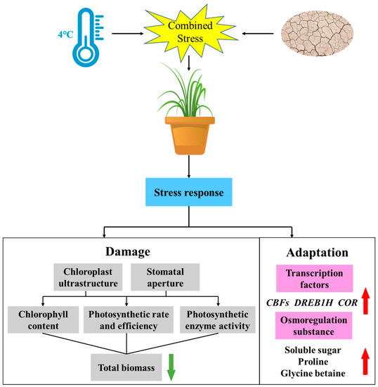 Combined Cold and Drought Stress-Induced Response of