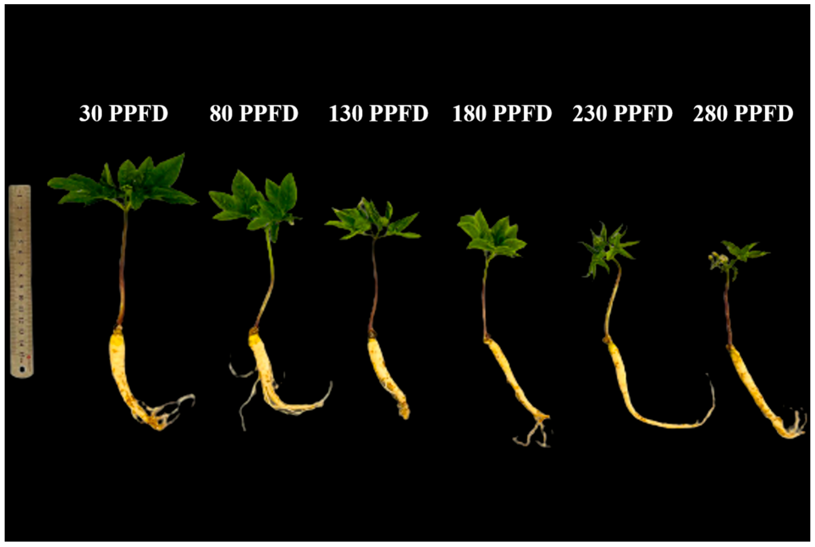 Agronomy 13 02375 g002 Agronomy 13 02375 g002