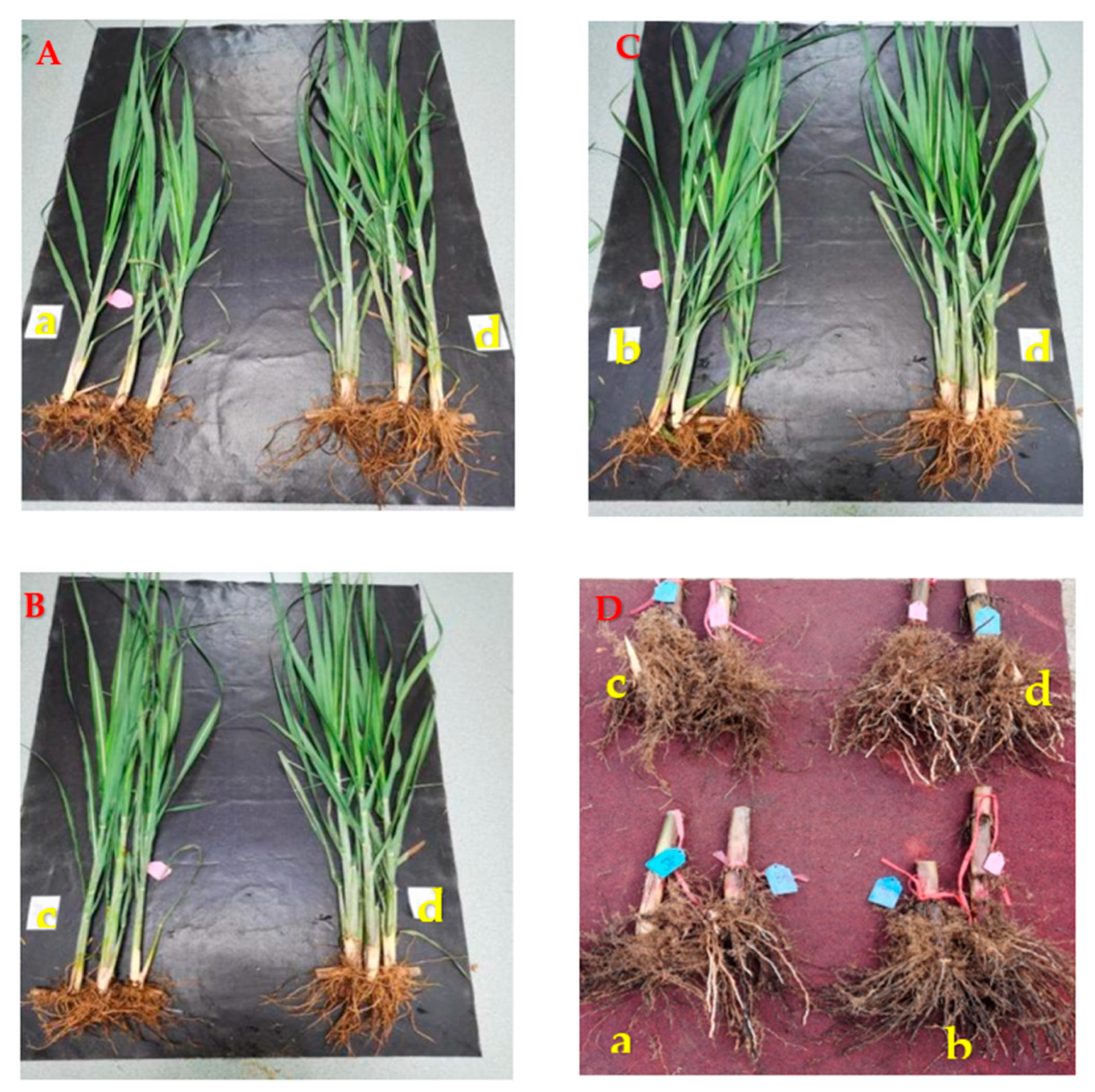 Agronomy 13 02395 g006