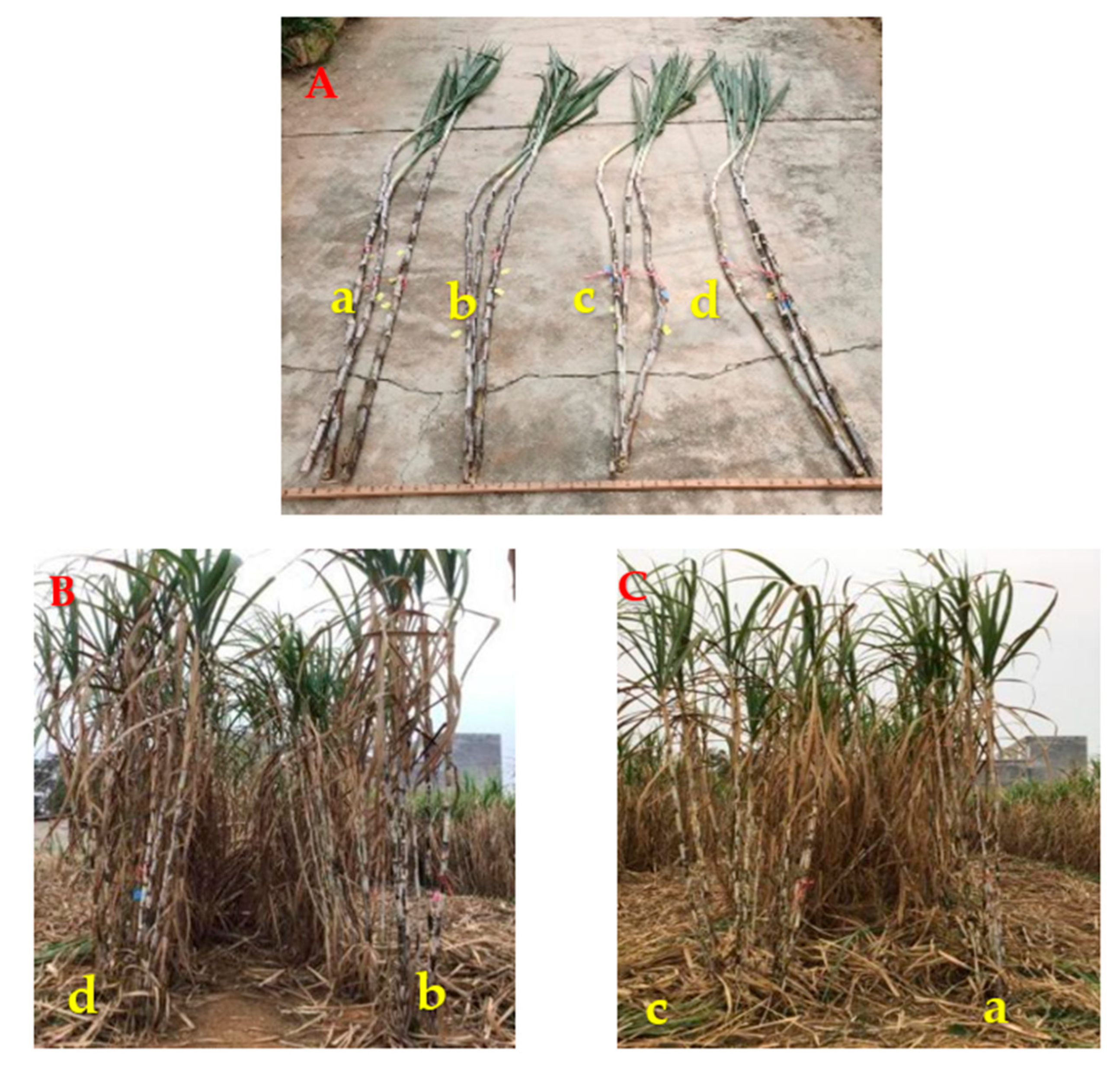 Agronomy 13 02395 g007