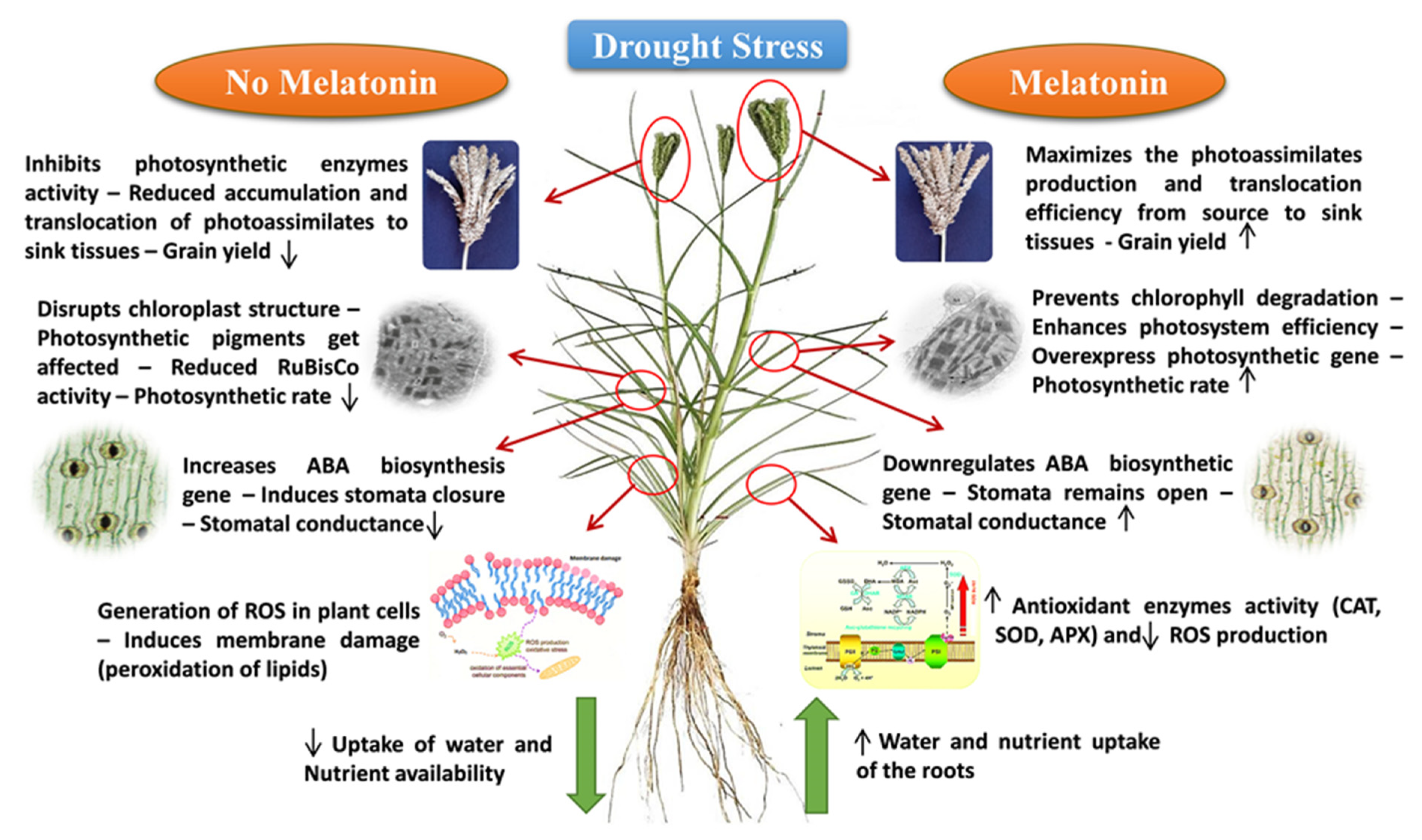 Agronomy 13 02405 g003