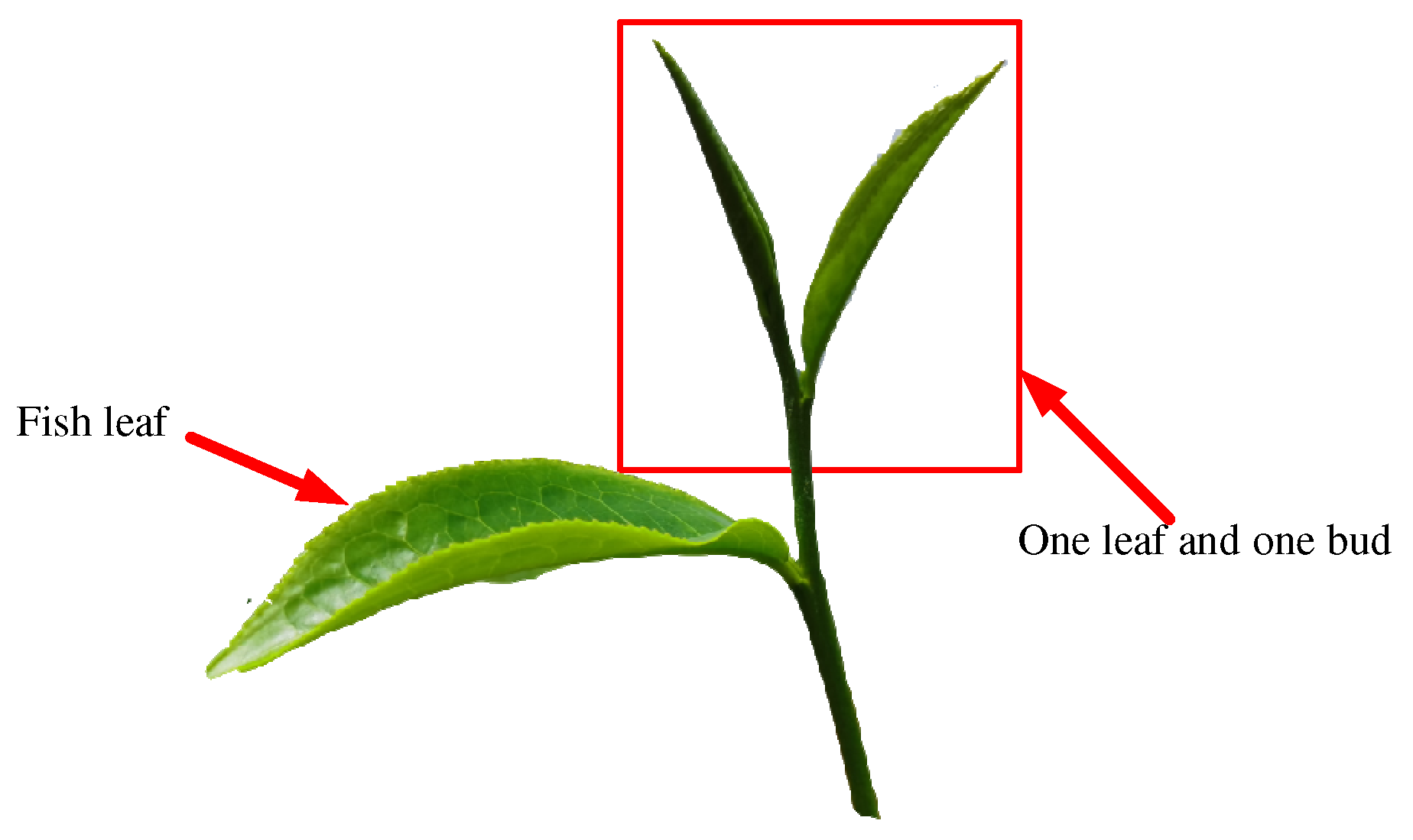 Agronomy 13 02412 g001