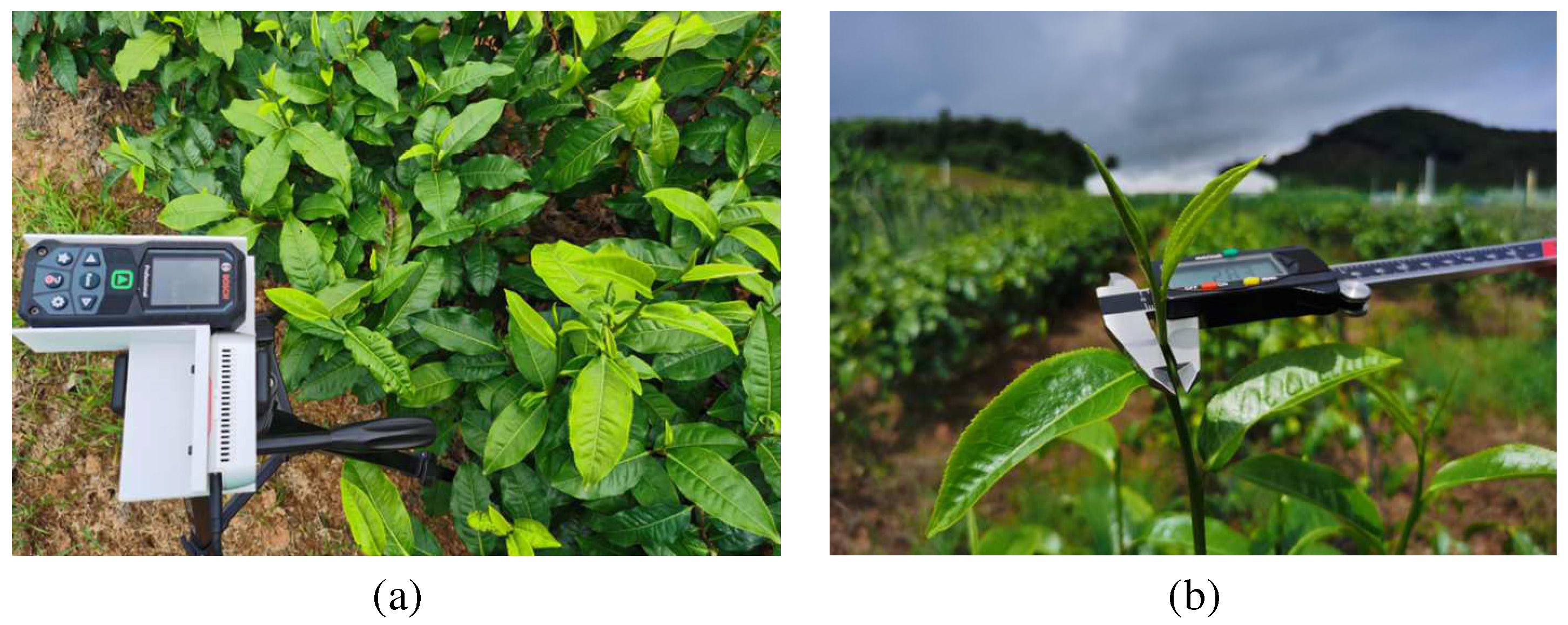 Agronomy 13 02412 g010