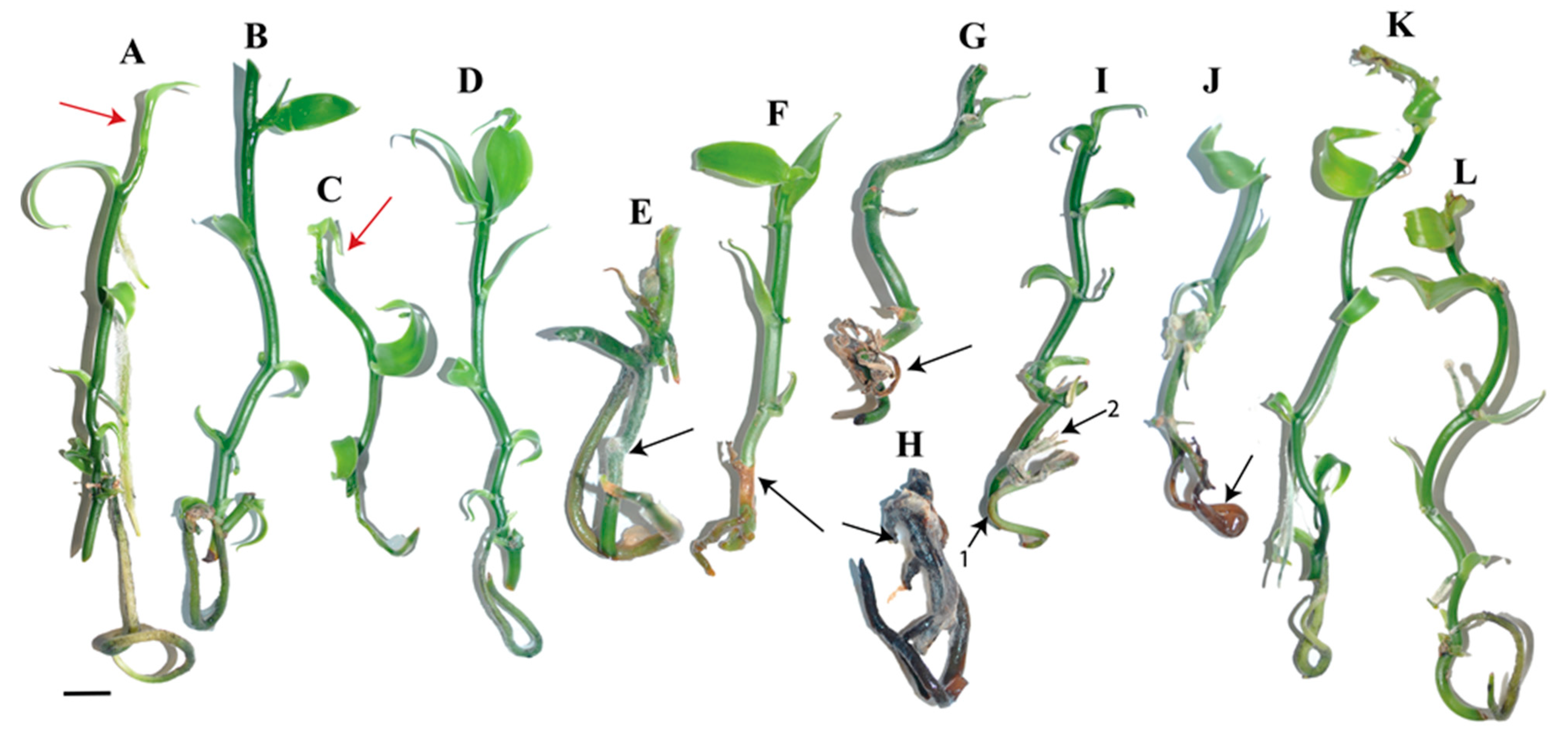 Agronomy 13 02425 g004