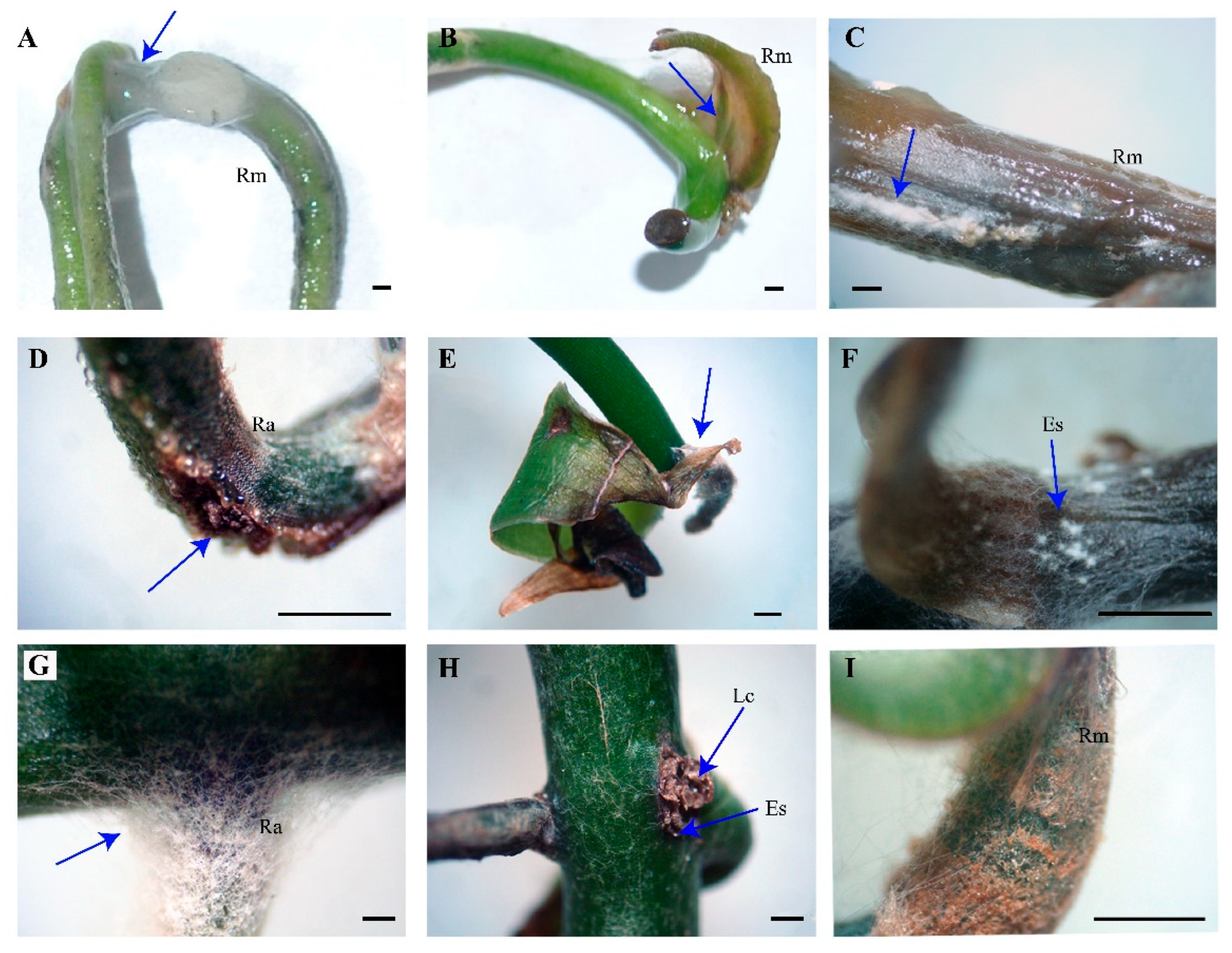 Agronomy 13 02425 g005