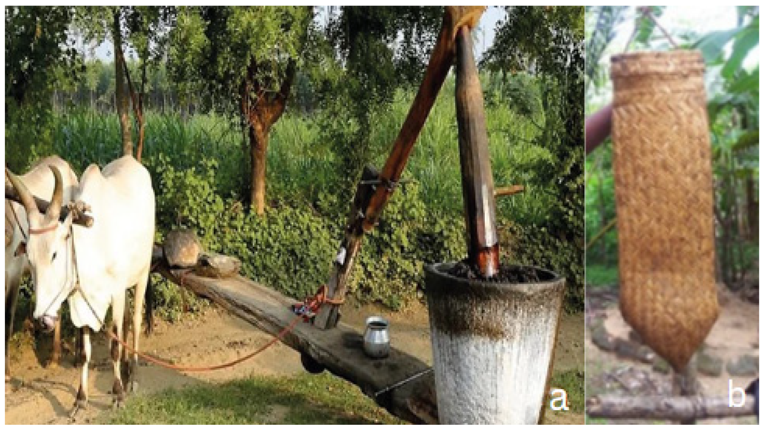 Agronomy 13 02445 g009 Agronomy 13 02445 g009